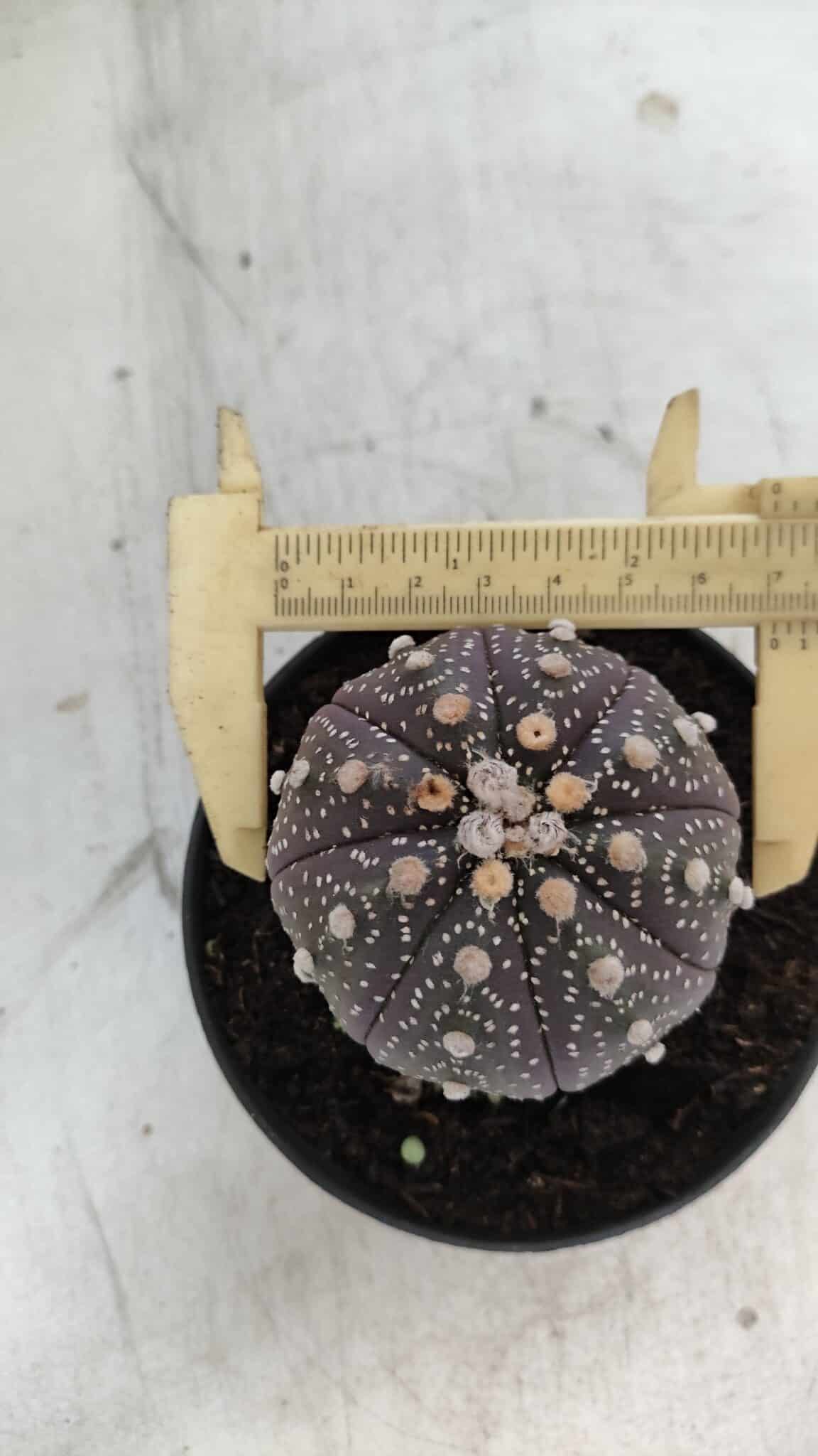 ASTROPHYTUM ASTERIAS “Purple”  Nº 860 – vaso 11