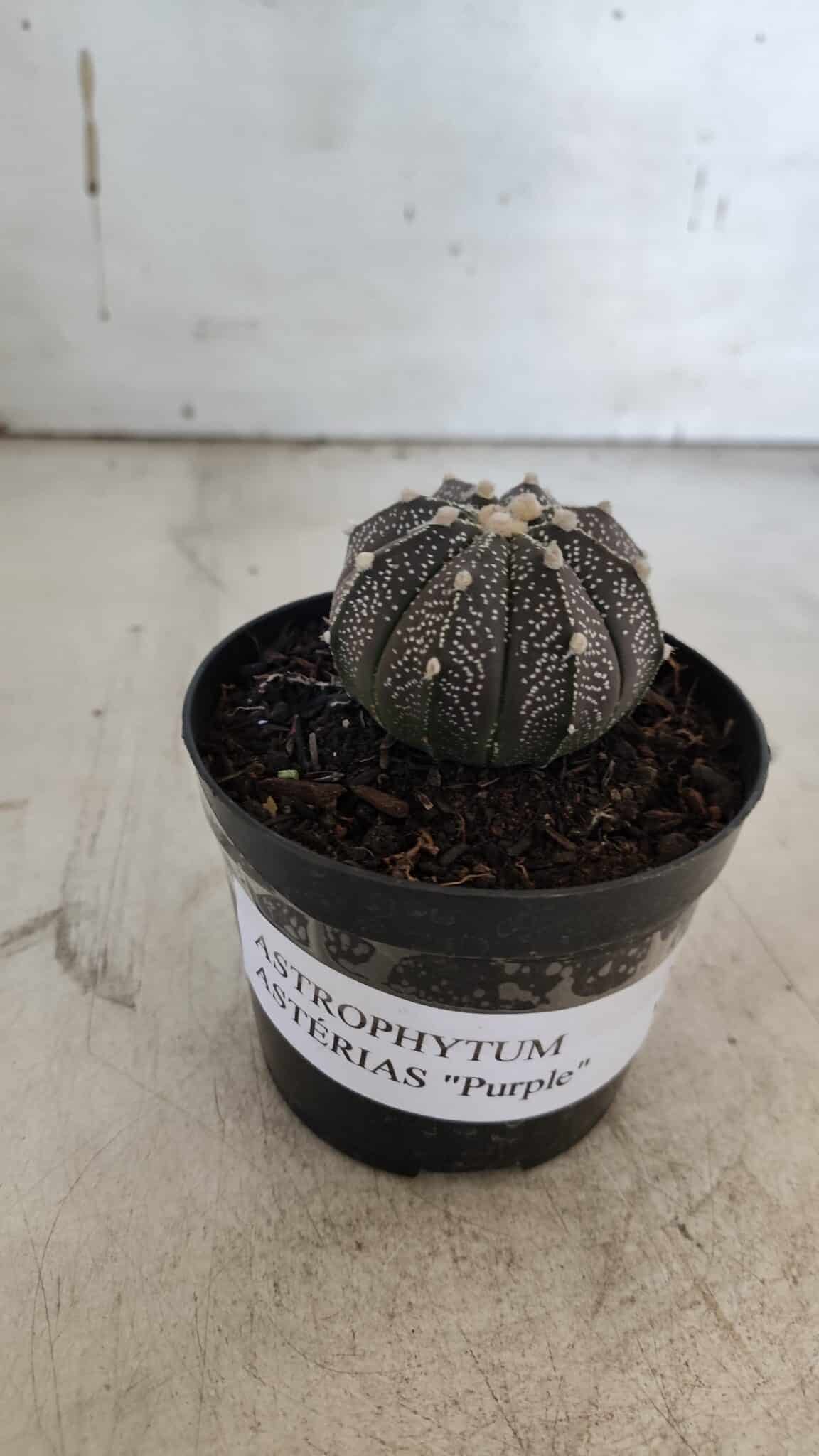 ASTROPHYTUM ASTERIAS “Purple”  Nº 861 – vaso 09