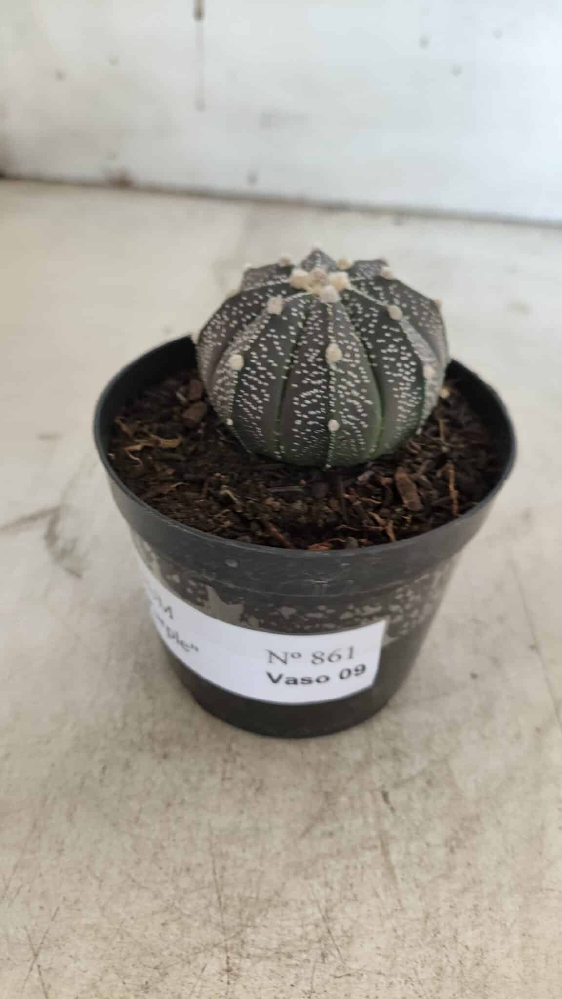 ASTROPHYTUM ASTERIAS “Purple”  Nº 861 – vaso 09