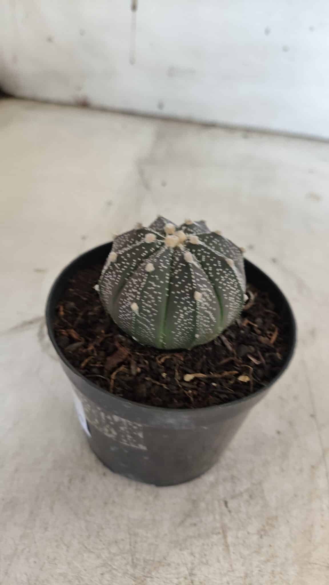 ASTROPHYTUM ASTERIAS “Purple”  Nº 861 – vaso 09