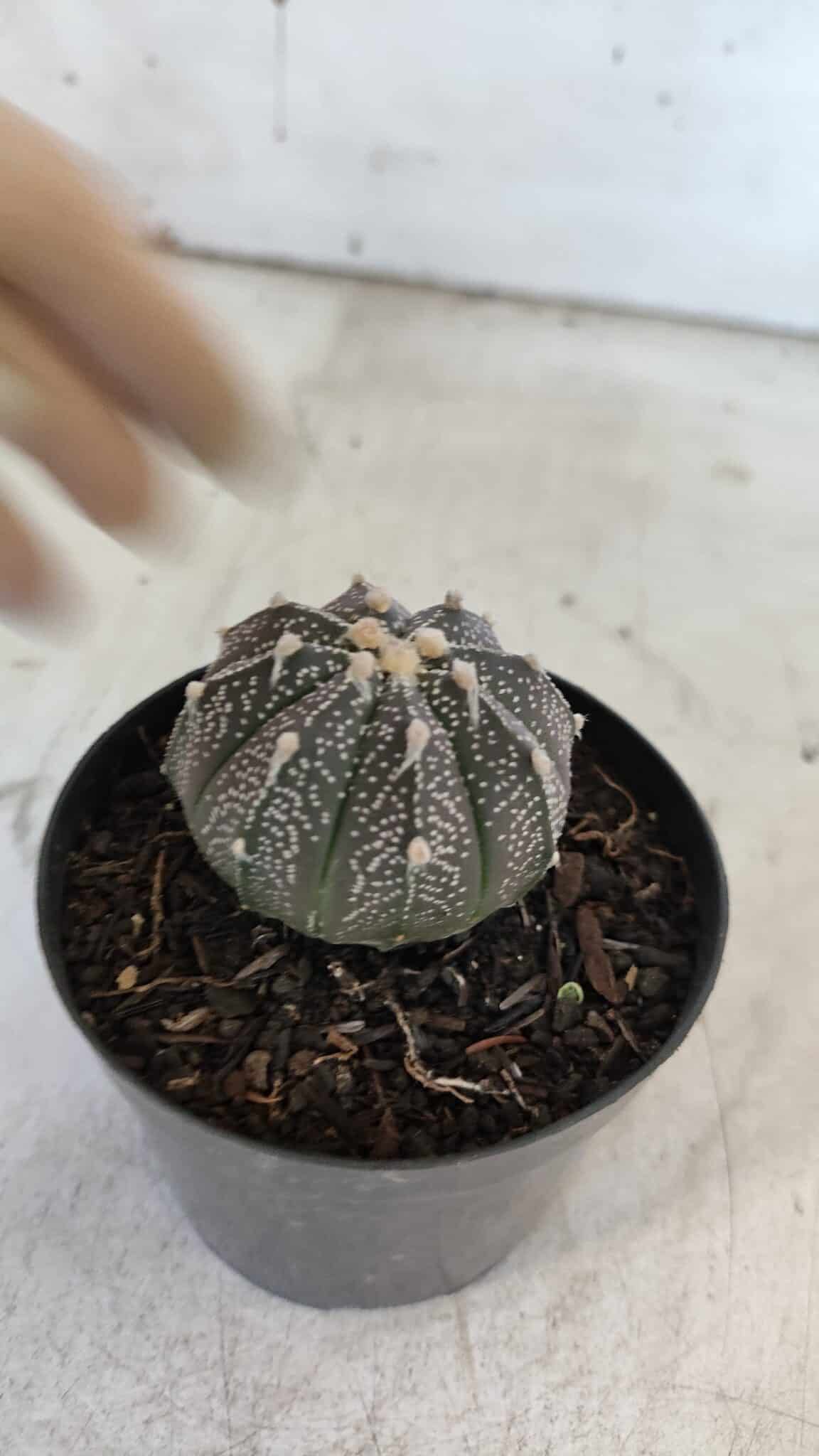 ASTROPHYTUM ASTERIAS “Purple”  Nº 861 – vaso 09