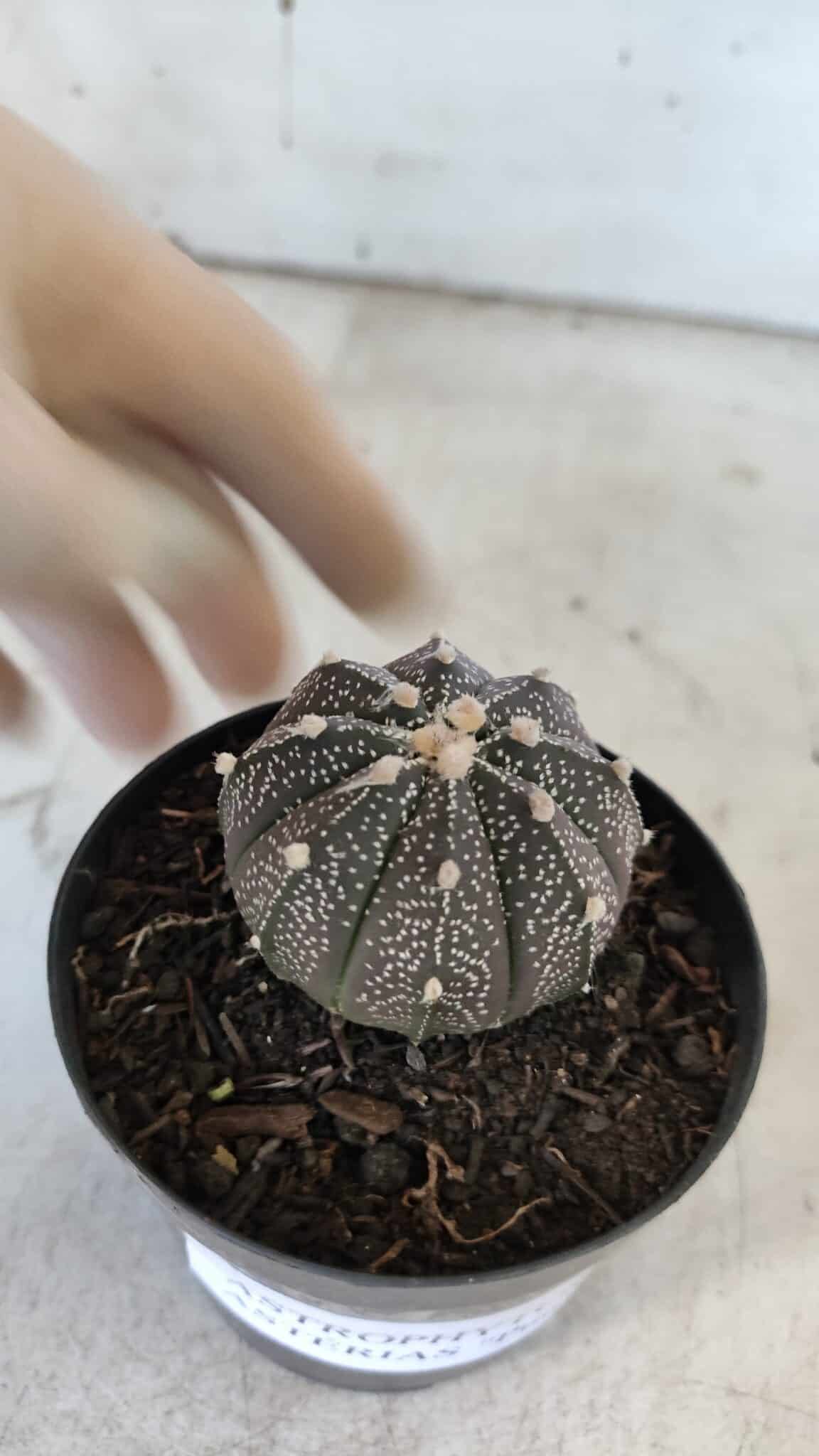 ASTROPHYTUM ASTERIAS “Purple”  Nº 861 – vaso 09