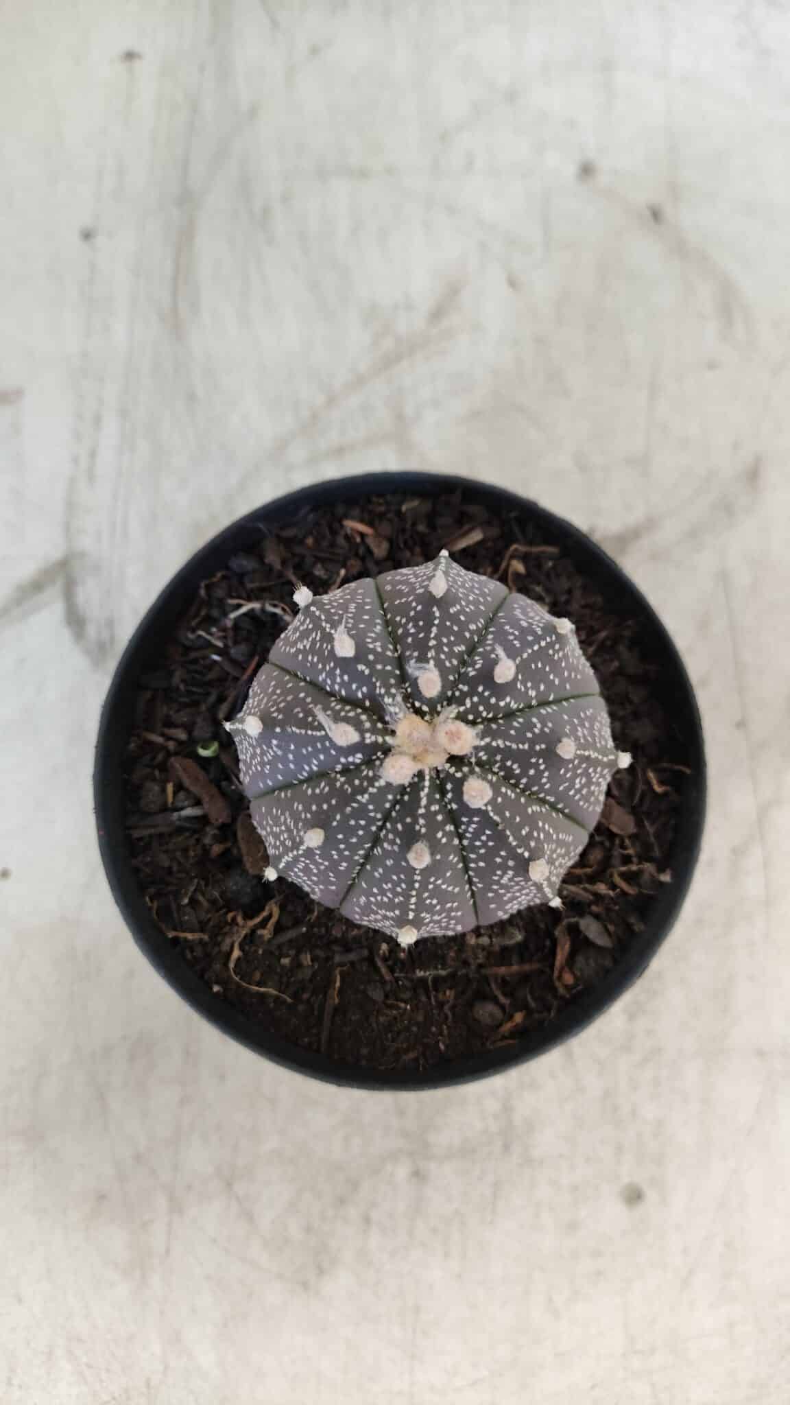 ASTROPHYTUM ASTERIAS “Purple”  Nº 861 – vaso 09