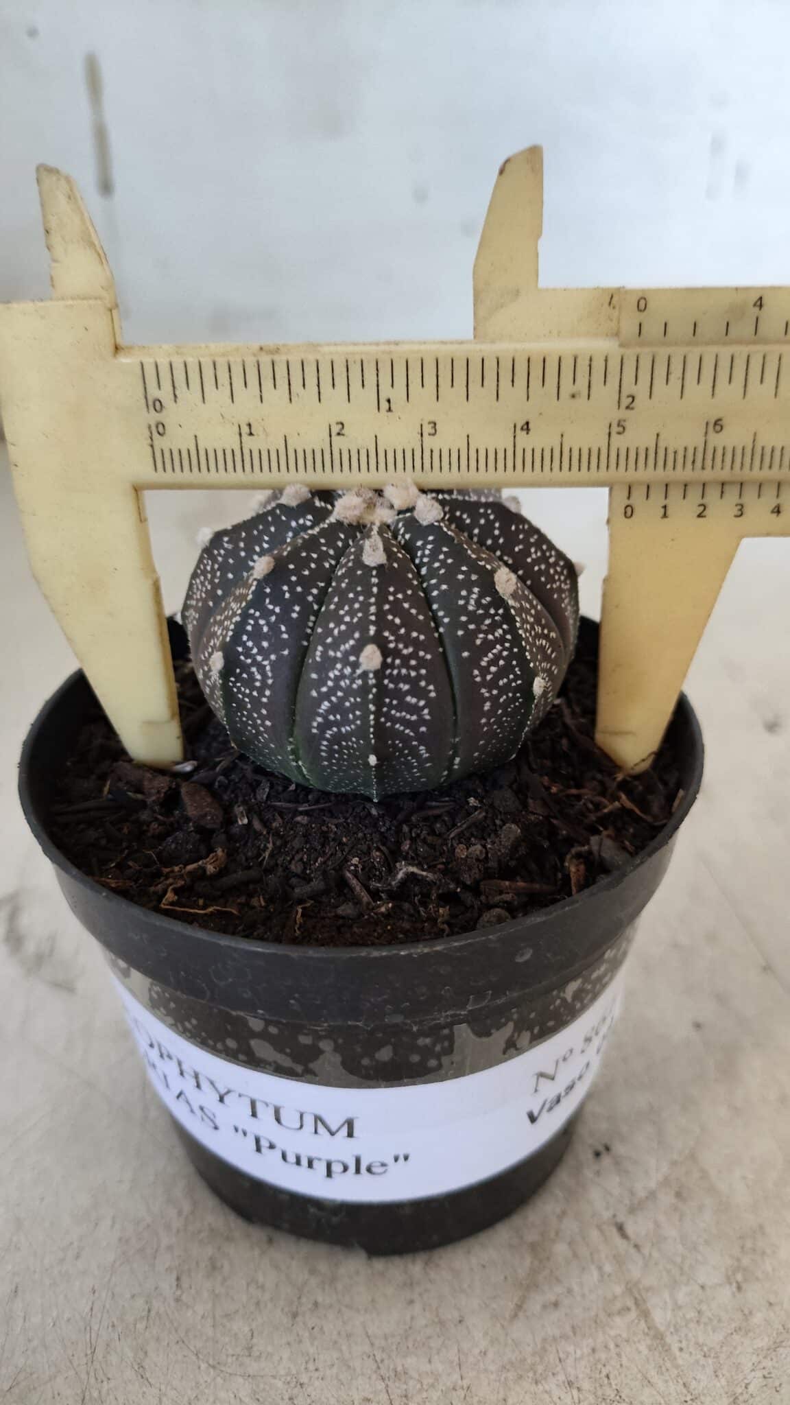 ASTROPHYTUM ASTERIAS “Purple”  Nº 861 – vaso 09