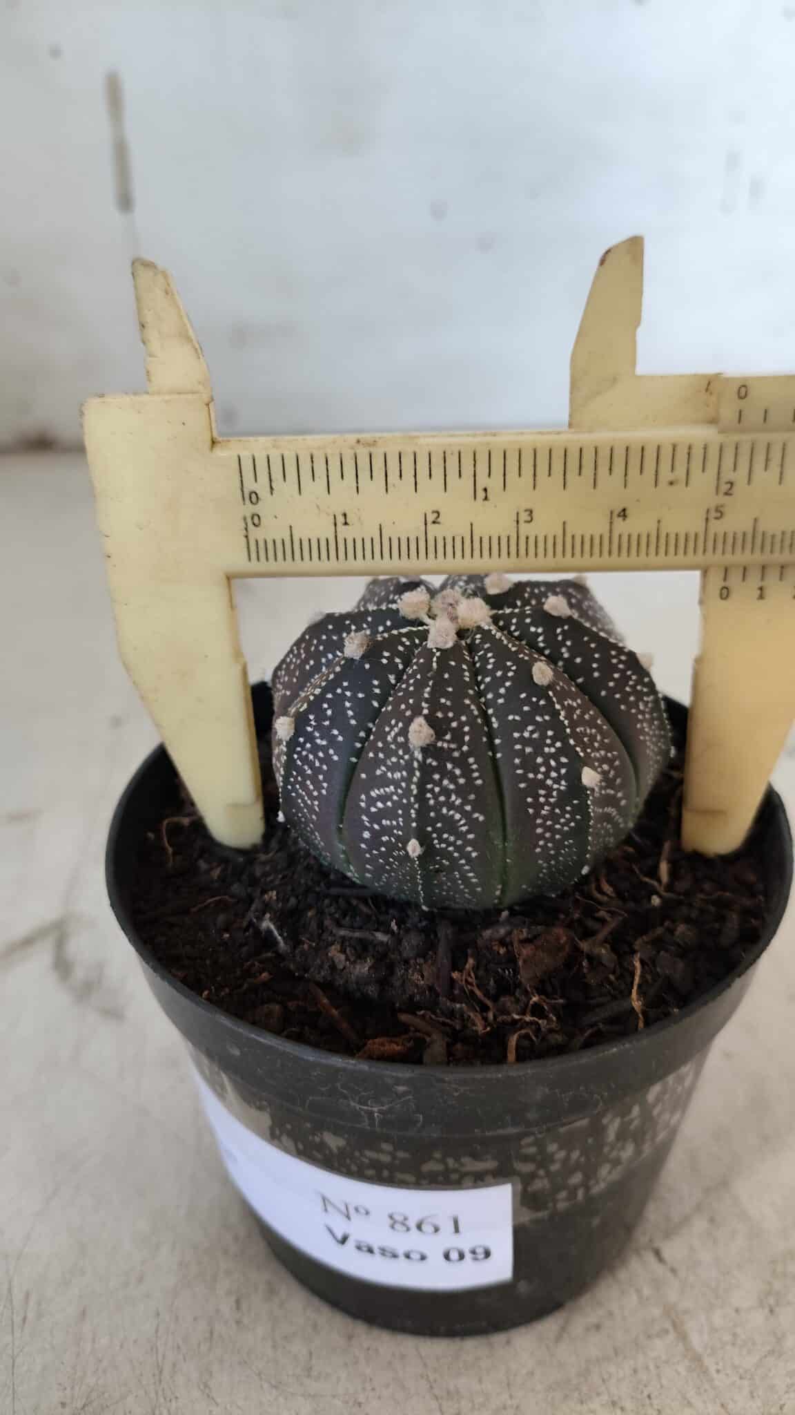 ASTROPHYTUM ASTERIAS “Purple”  Nº 861 – vaso 09