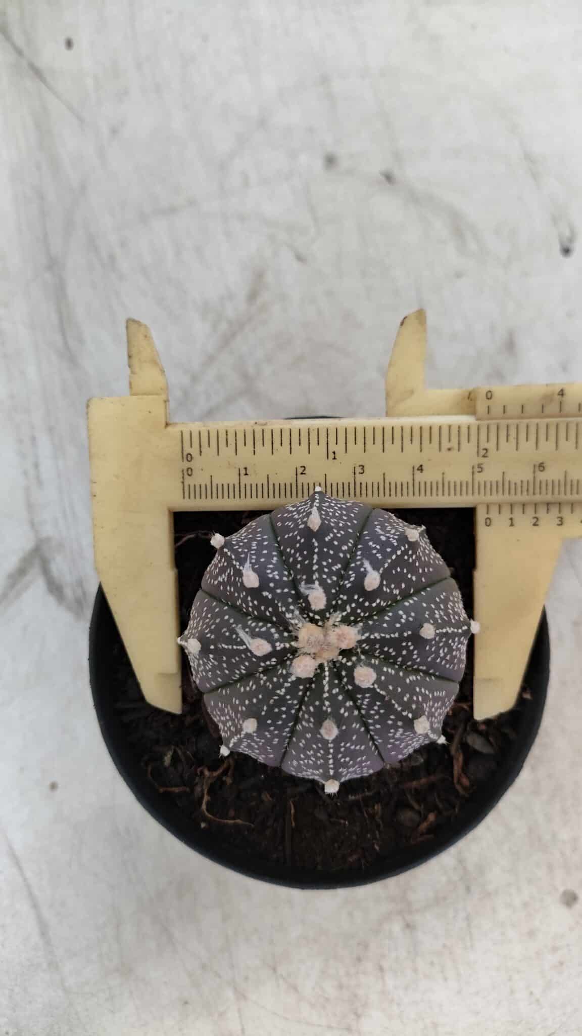 ASTROPHYTUM ASTERIAS “Purple”  Nº 861 – vaso 09