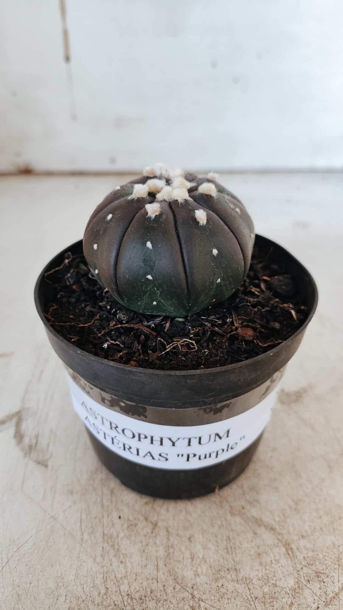 ASTROPHYTUM ASTERIAS “Purple”  Nº 862 – vaso 09