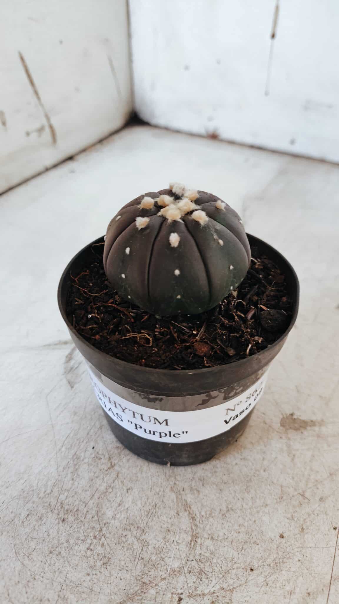 ASTROPHYTUM ASTERIAS “Purple”  Nº 862 – vaso 09
