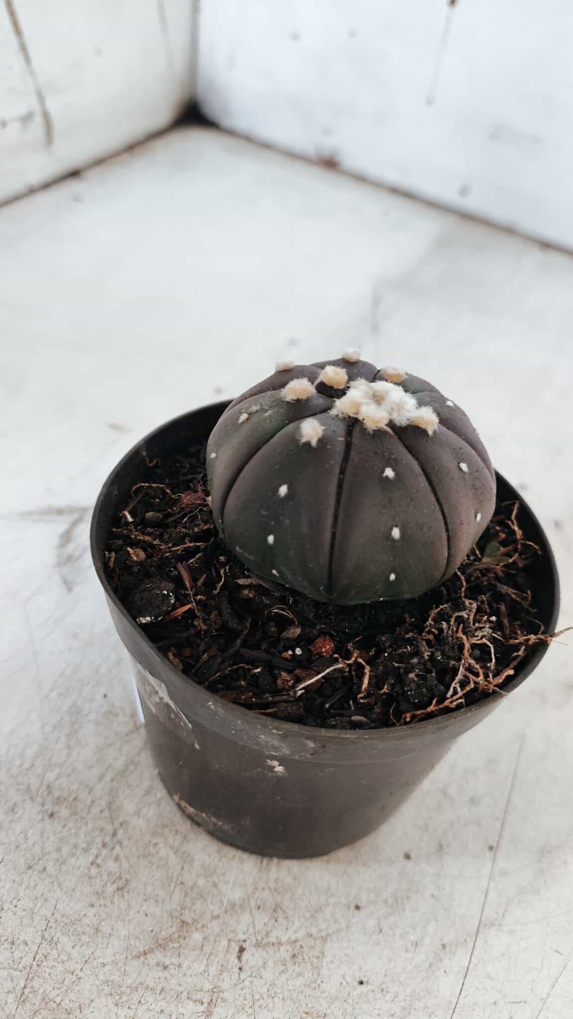 ASTROPHYTUM ASTERIAS “Purple”  Nº 862 – vaso 09