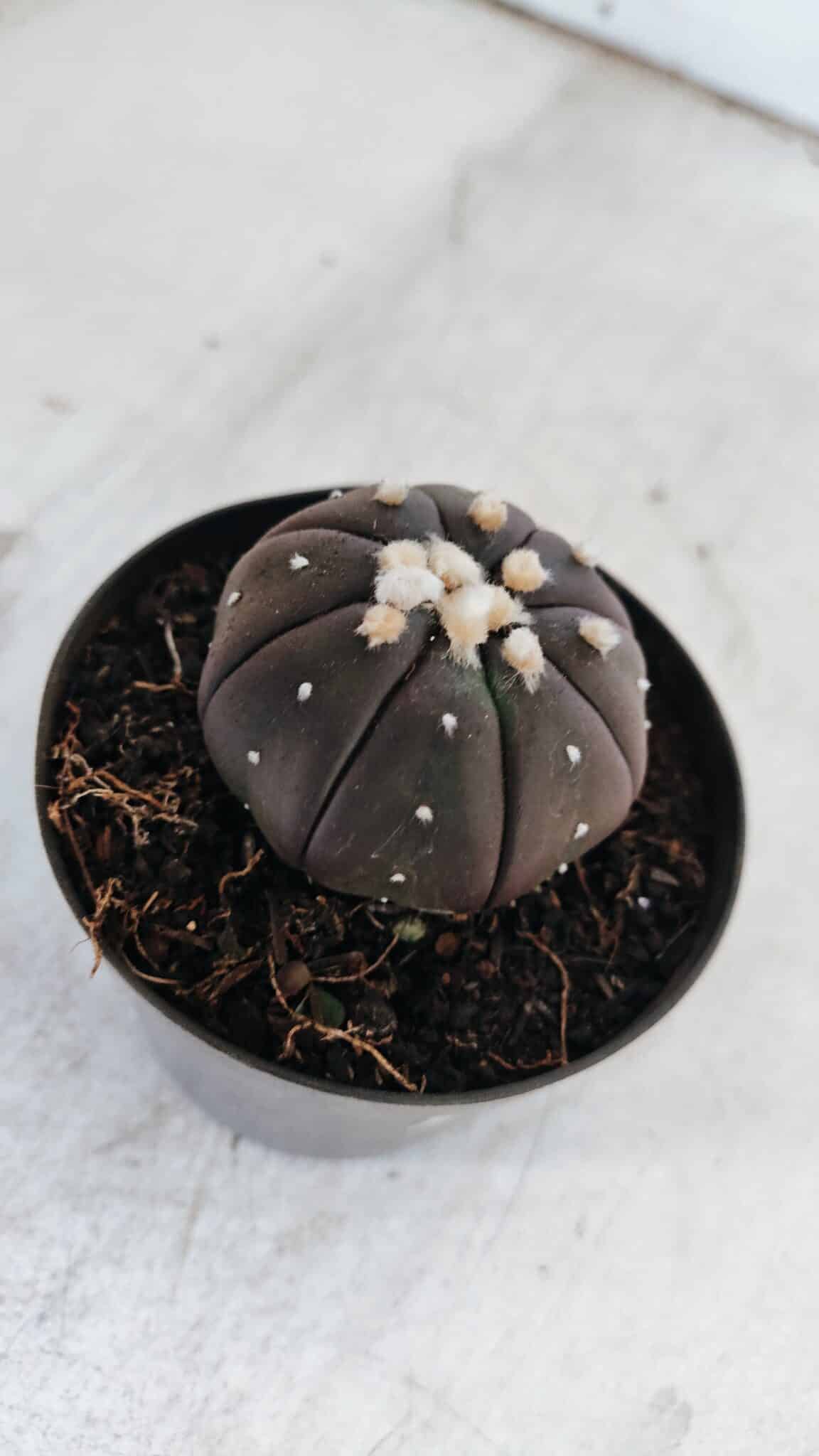 ASTROPHYTUM ASTERIAS “Purple”  Nº 862 – vaso 09