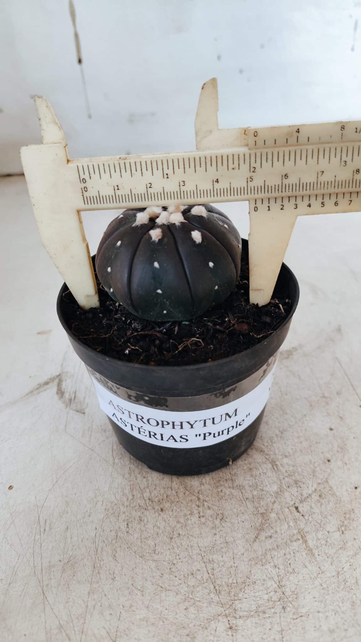 ASTROPHYTUM ASTERIAS “Purple”  Nº 862 – vaso 09