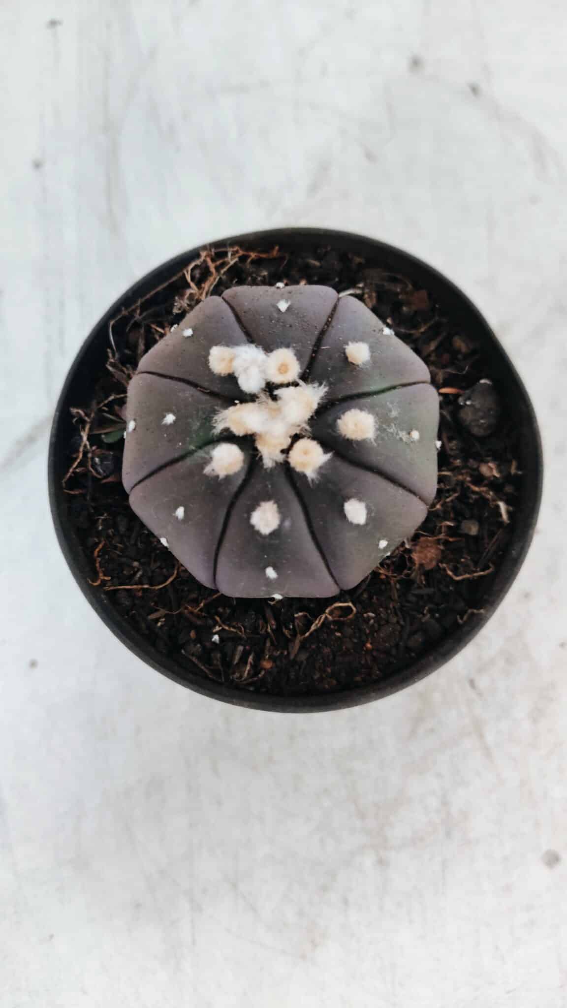 ASTROPHYTUM ASTERIAS “Purple”  Nº 862 – vaso 09