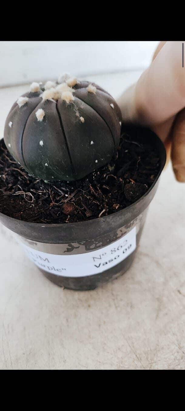ASTROPHYTUM ASTERIAS “Purple”  Nº 862 – vaso 09