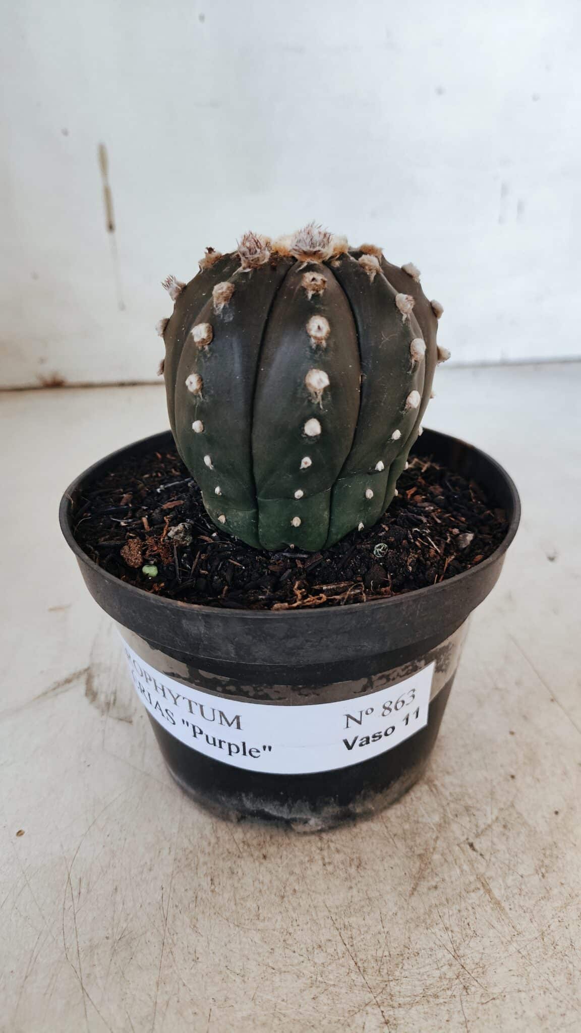 ASTROPHYTUM ASTERIAS “Purple”  Nº 863 – vaso 11