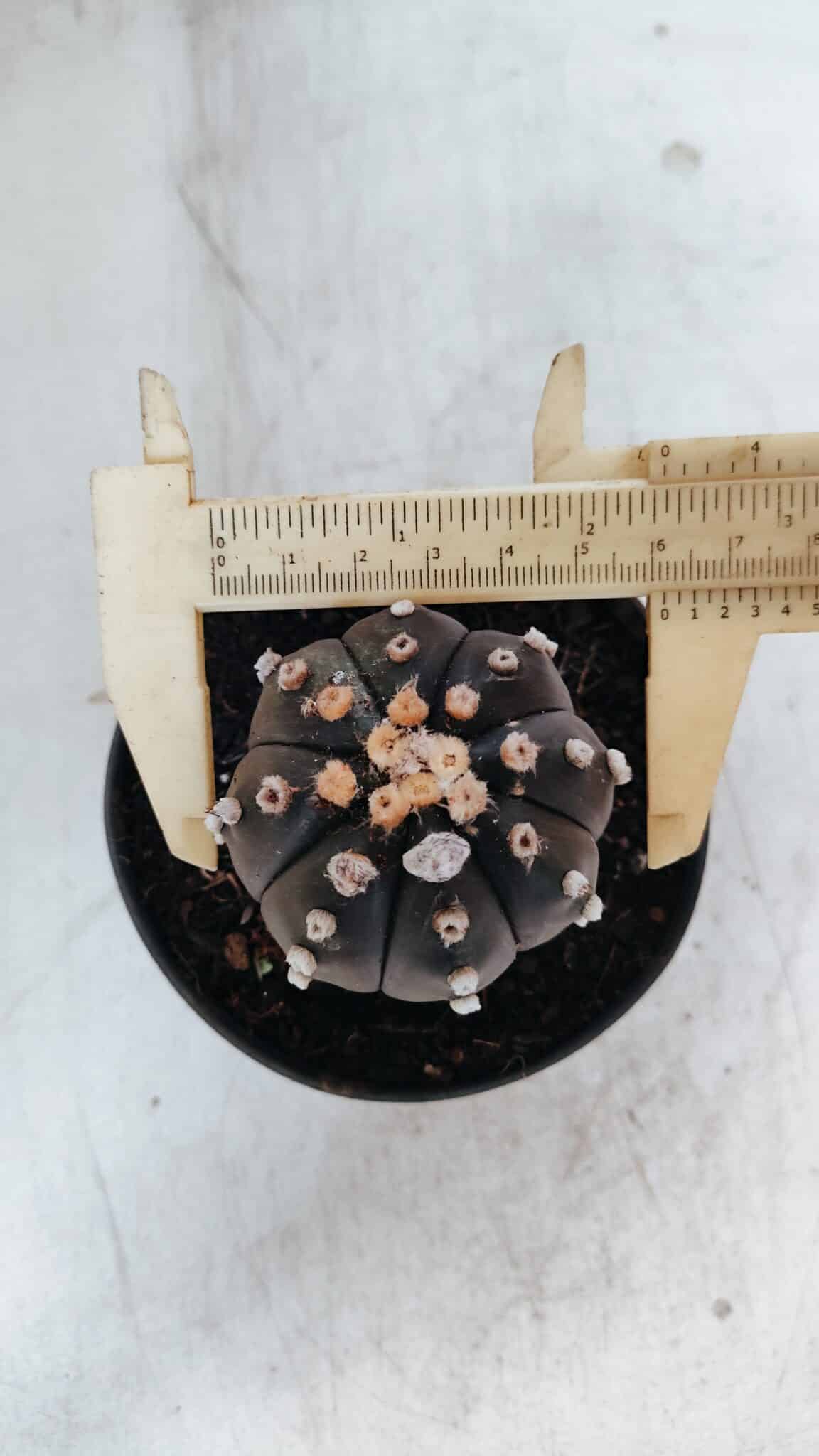 ASTROPHYTUM ASTERIAS “Purple”  Nº 863 – vaso 11