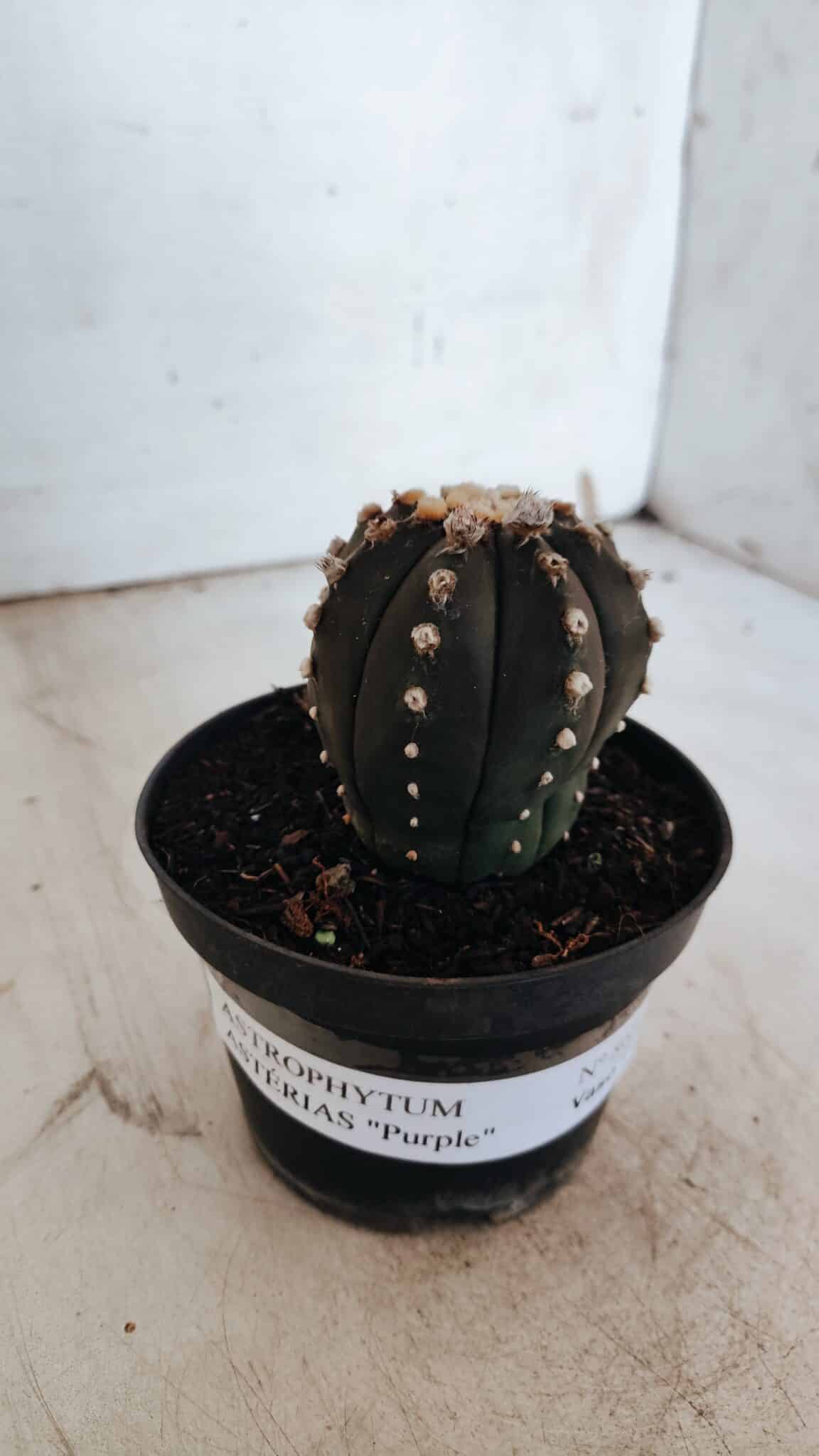 ASTROPHYTUM ASTERIAS “Purple”  Nº 863 – vaso 11