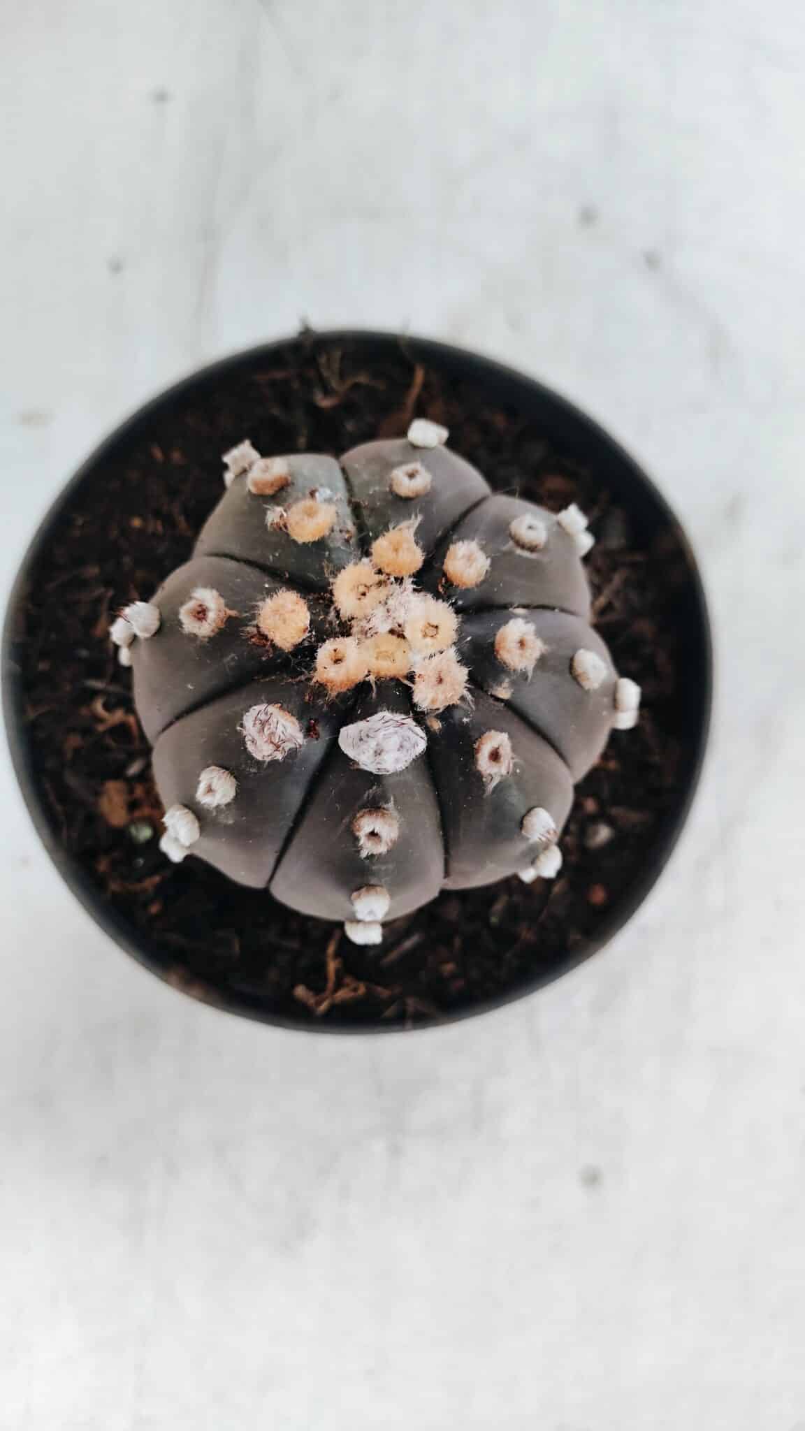 ASTROPHYTUM ASTERIAS “Purple”  Nº 863 – vaso 11