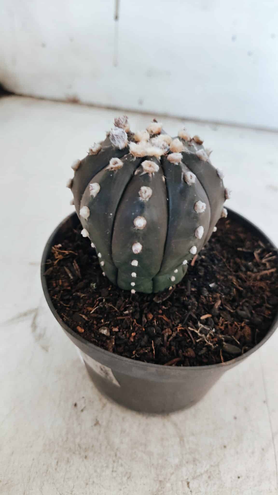 ASTROPHYTUM ASTERIAS “Purple”  Nº 863 – vaso 11