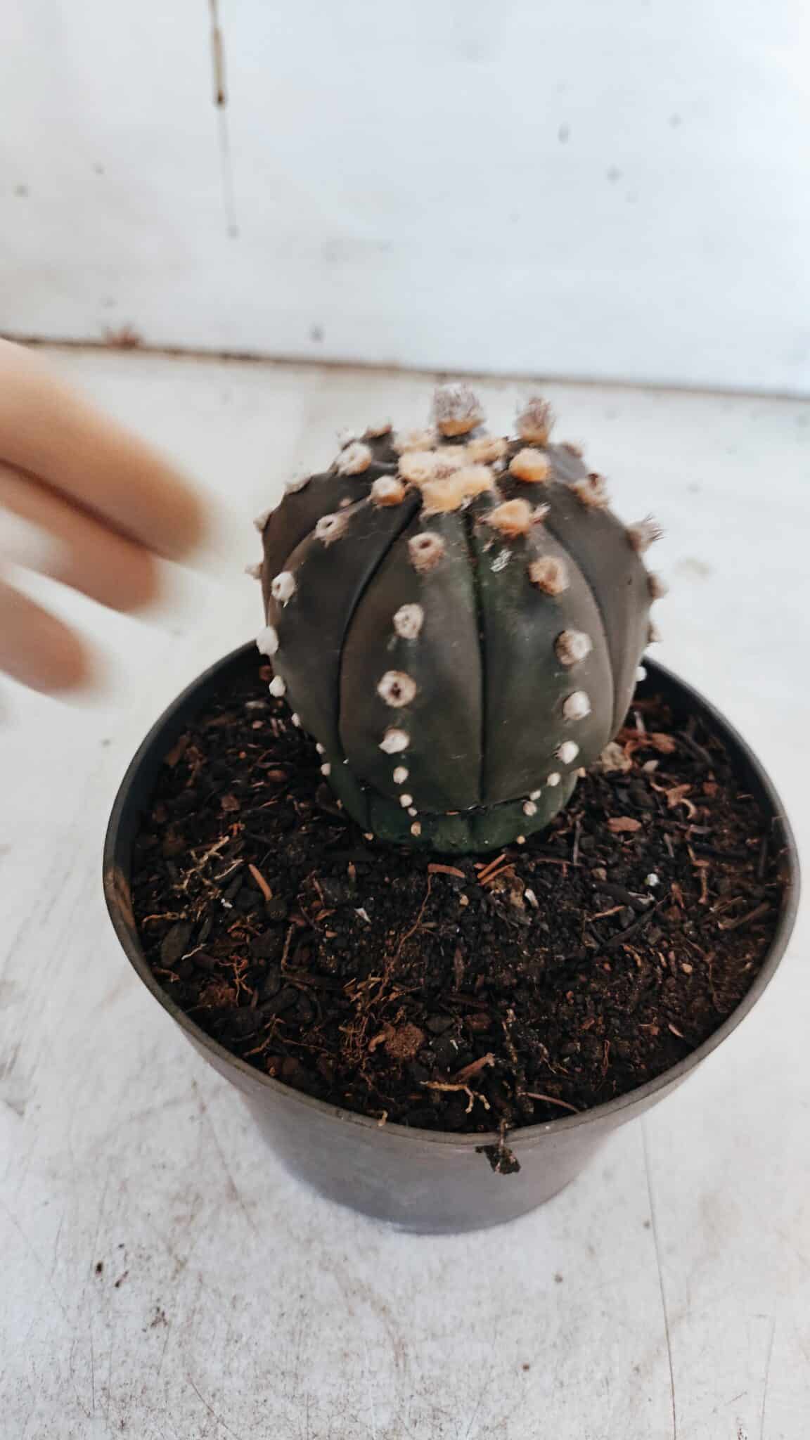 ASTROPHYTUM ASTERIAS “Purple”  Nº 863 – vaso 11