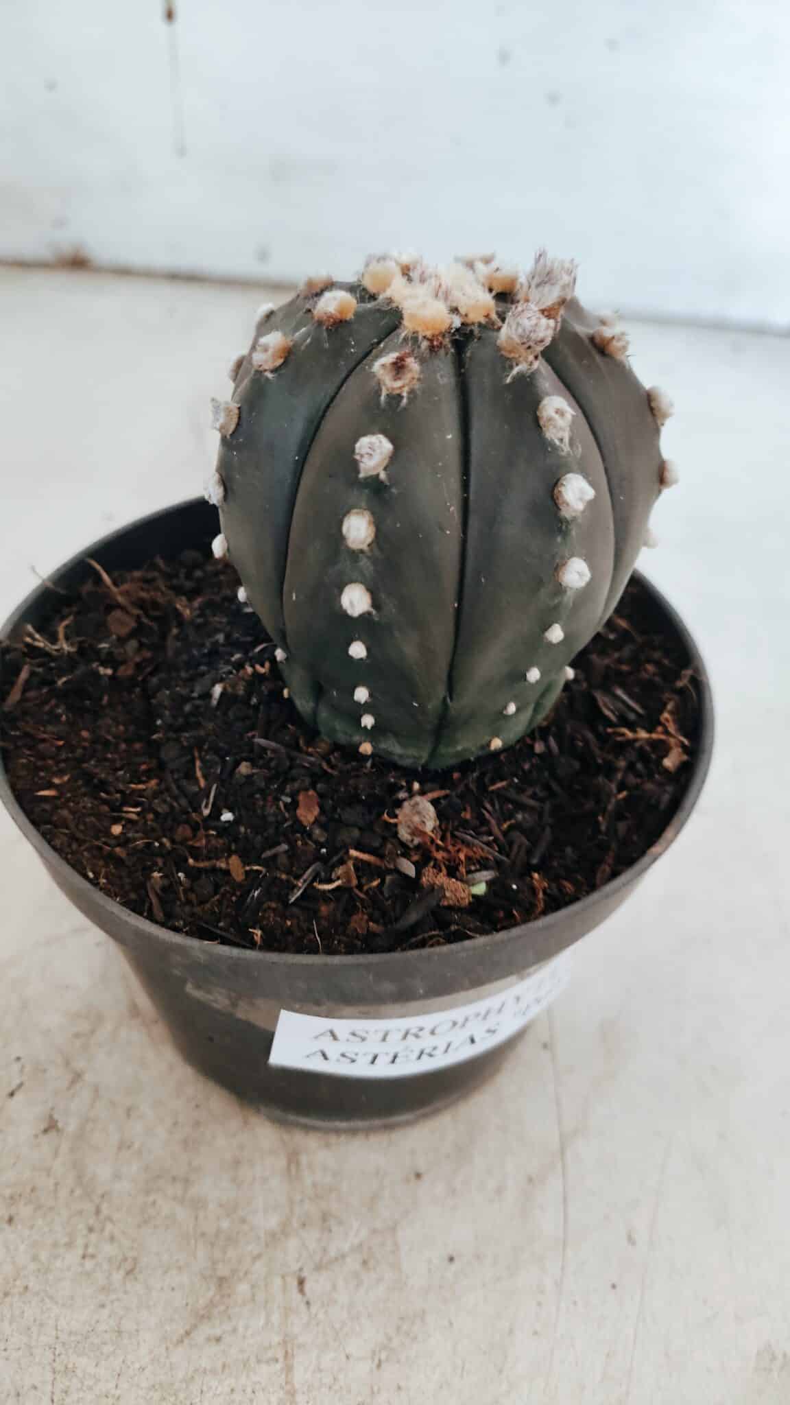 ASTROPHYTUM ASTERIAS “Purple”  Nº 863 – vaso 11