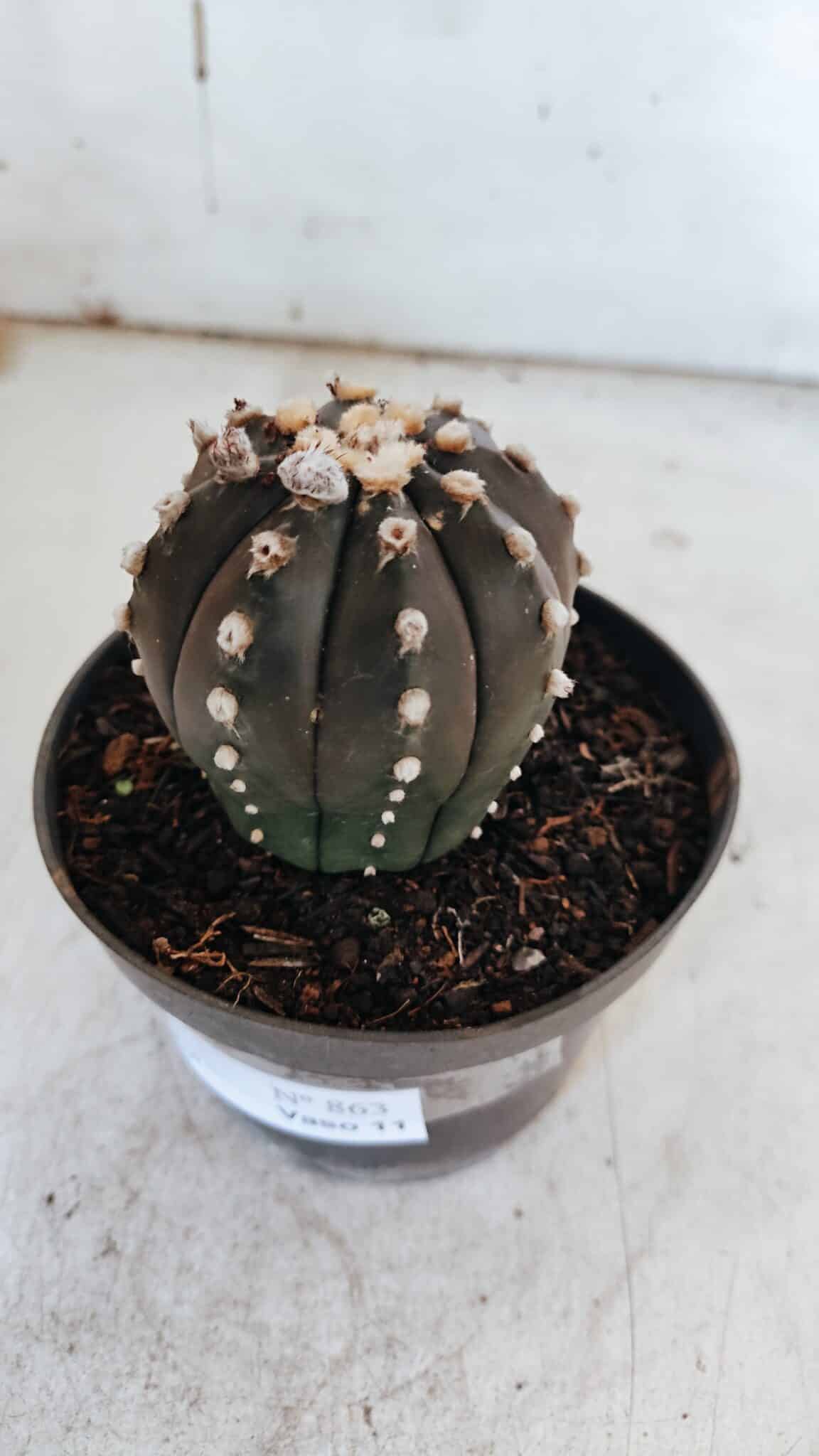 ASTROPHYTUM ASTERIAS “Purple”  Nº 863 – vaso 11