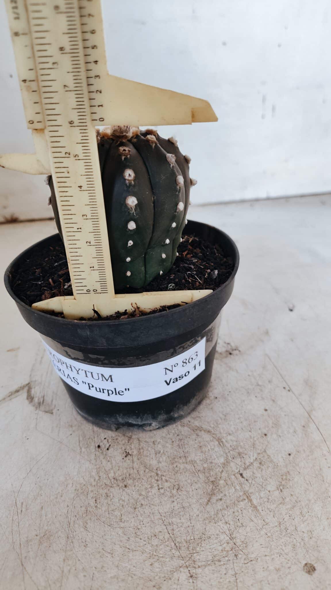 ASTROPHYTUM ASTERIAS “Purple”  Nº 863 – vaso 11