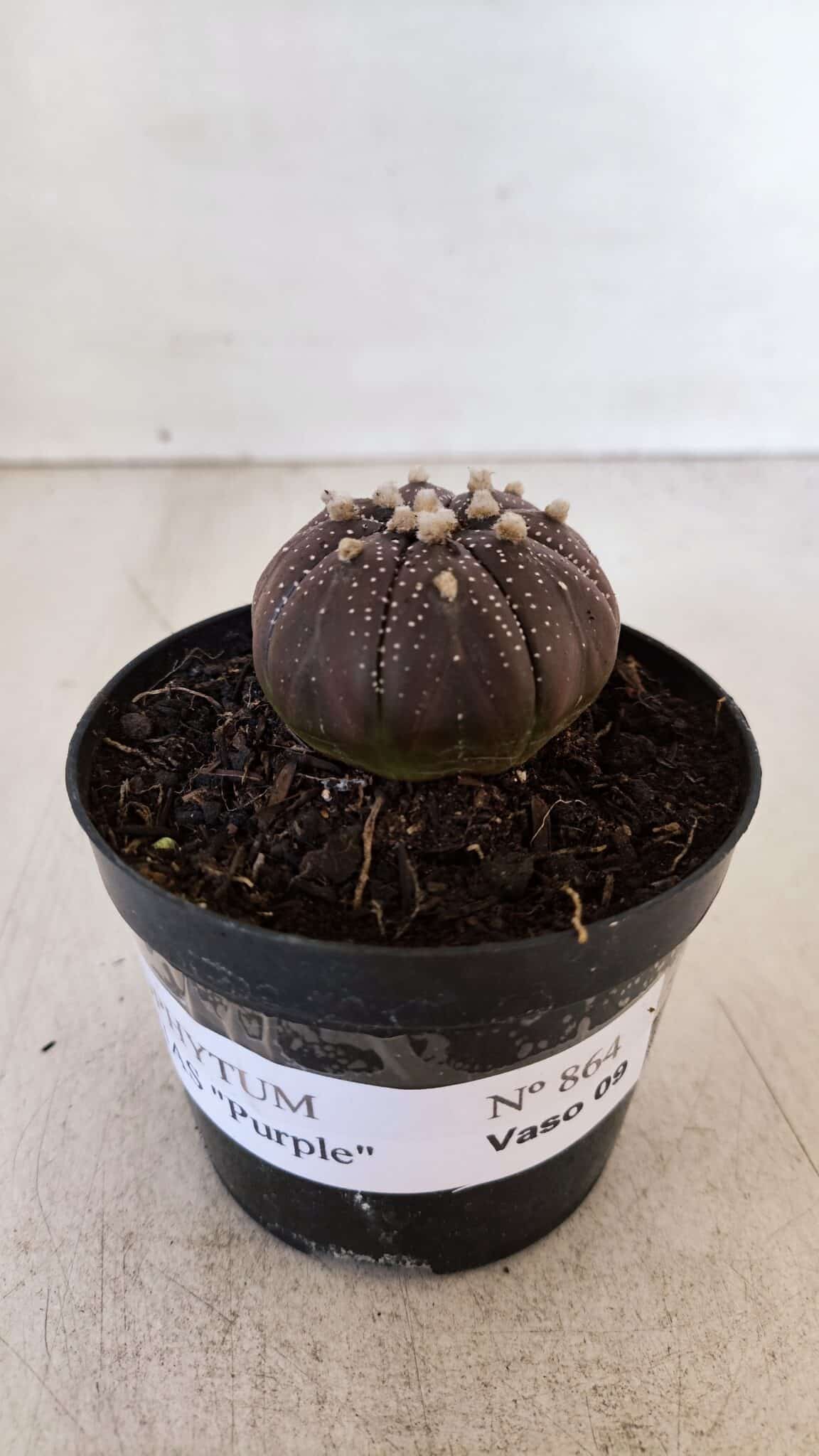 ASTROPHYTUM ASTERIAS “Purple”  Nº 864 (2) – vaso 09