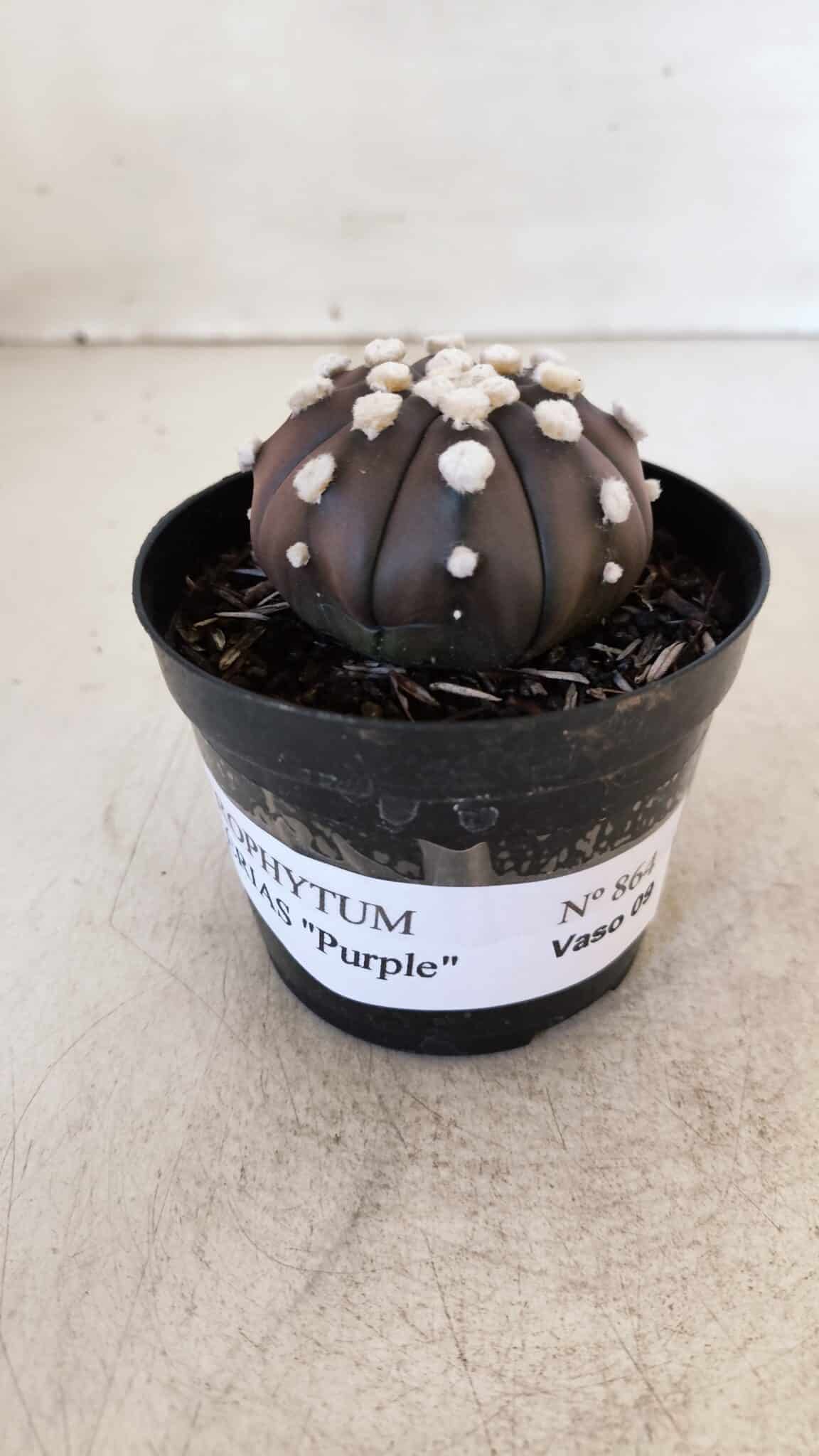ASTROPHYTUM ASTERIAS “Purple”  Nº 864 – vaso 09