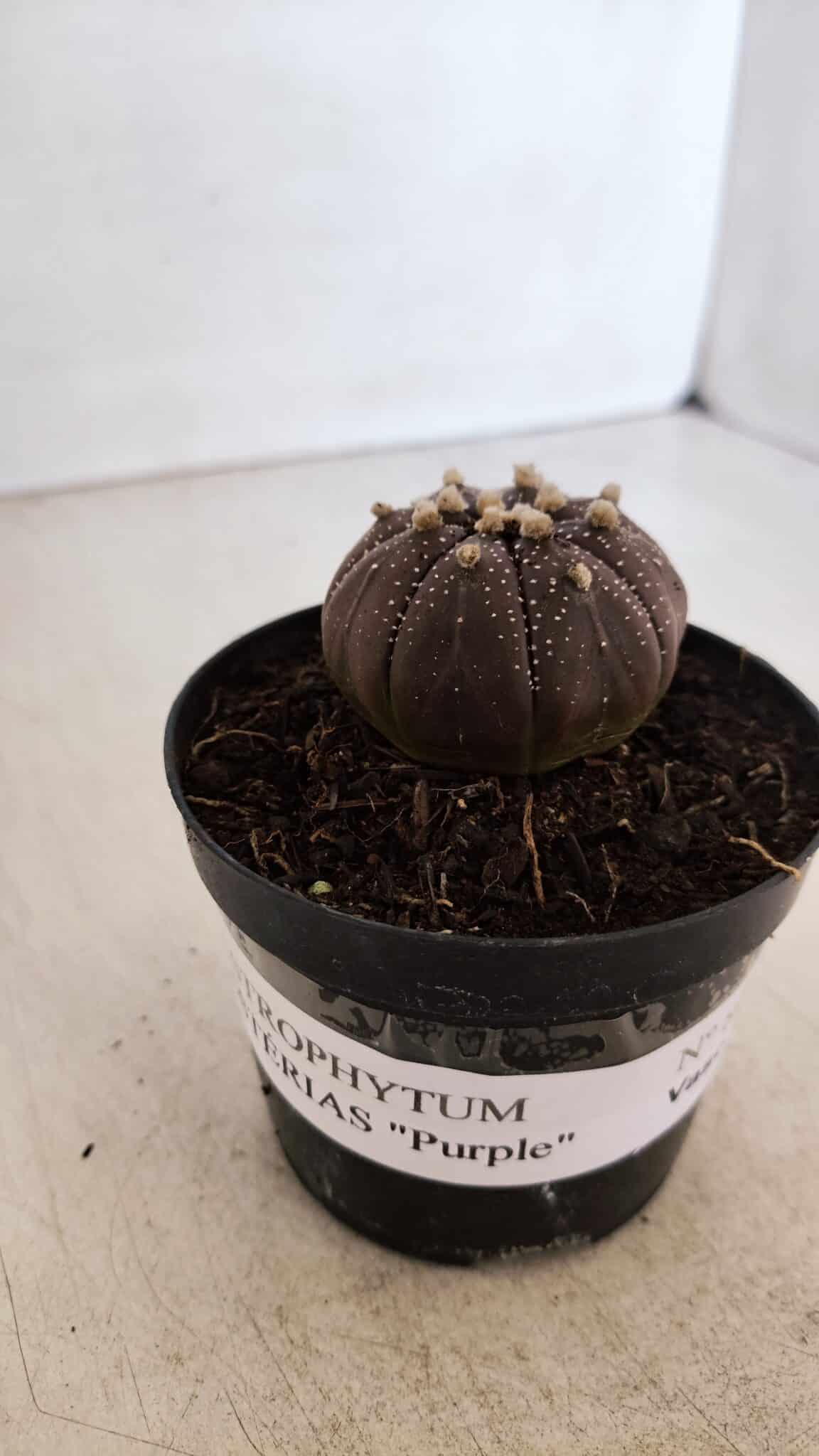 ASTROPHYTUM ASTERIAS “Purple”  Nº 864 (2) – vaso 09