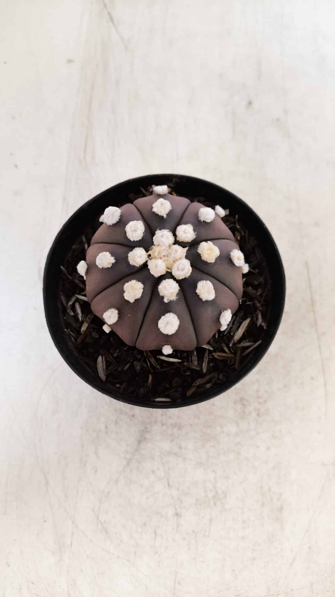 ASTROPHYTUM ASTERIAS “Purple”  Nº 864 – vaso 09