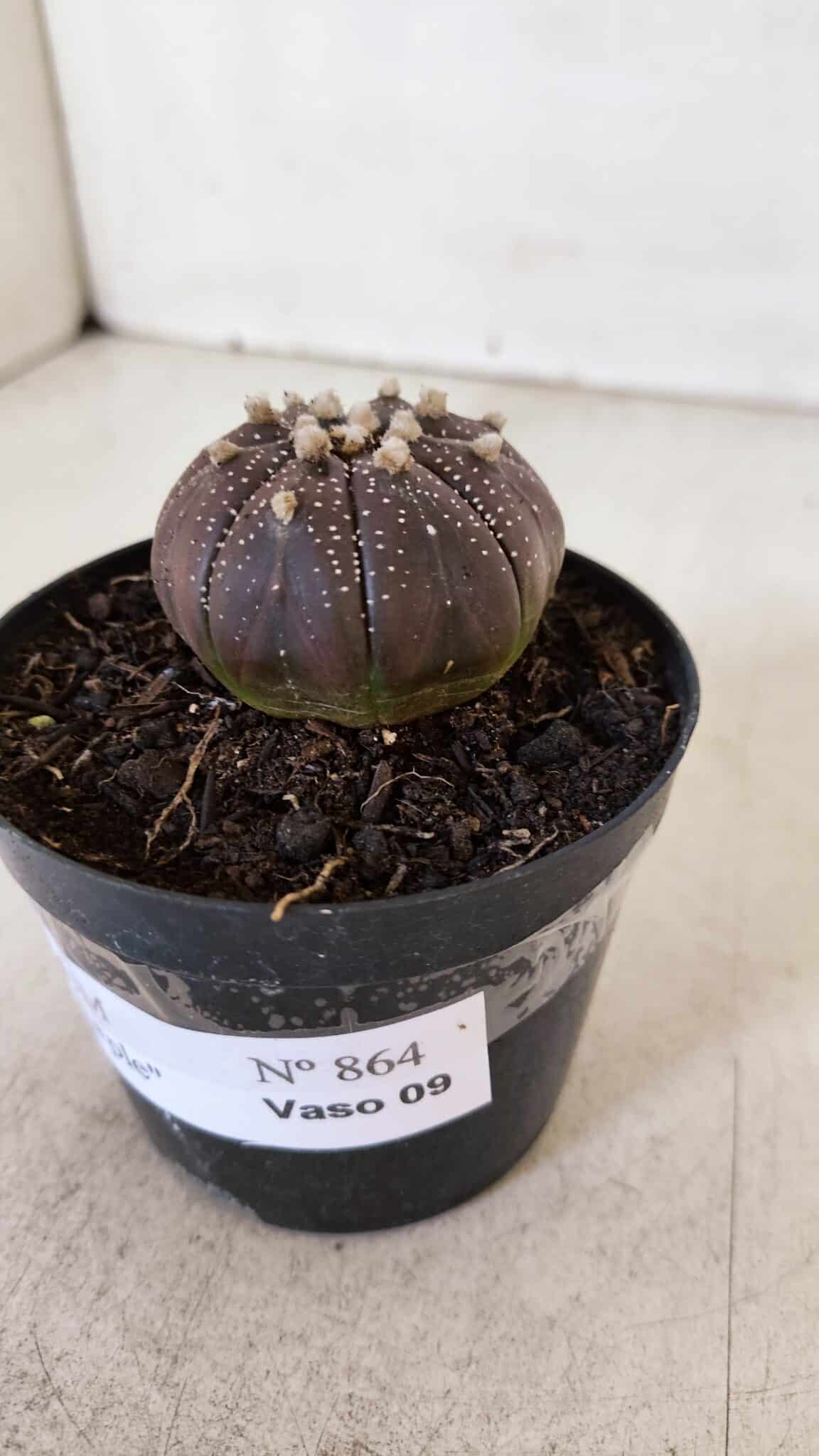 ASTROPHYTUM ASTERIAS “Purple”  Nº 864 (2) – vaso 09