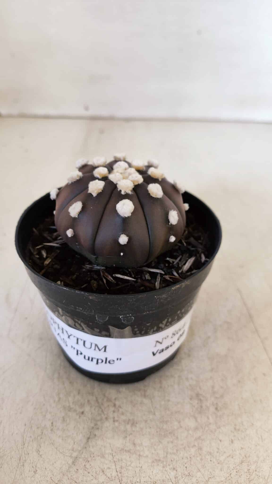 ASTROPHYTUM ASTERIAS “Purple”  Nº 864 – vaso 09