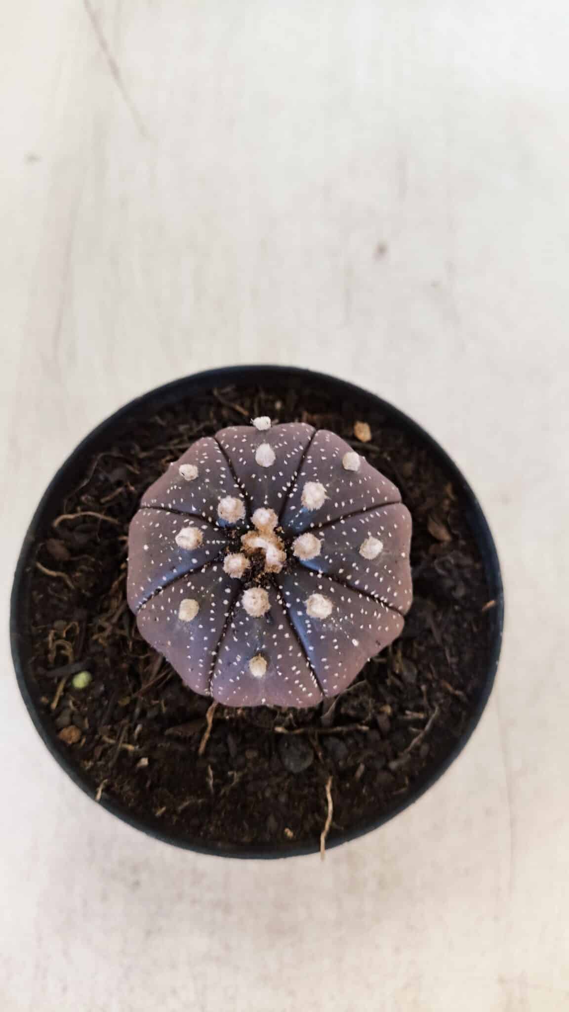 ASTROPHYTUM ASTERIAS “Purple”  Nº 864 (2) – vaso 09