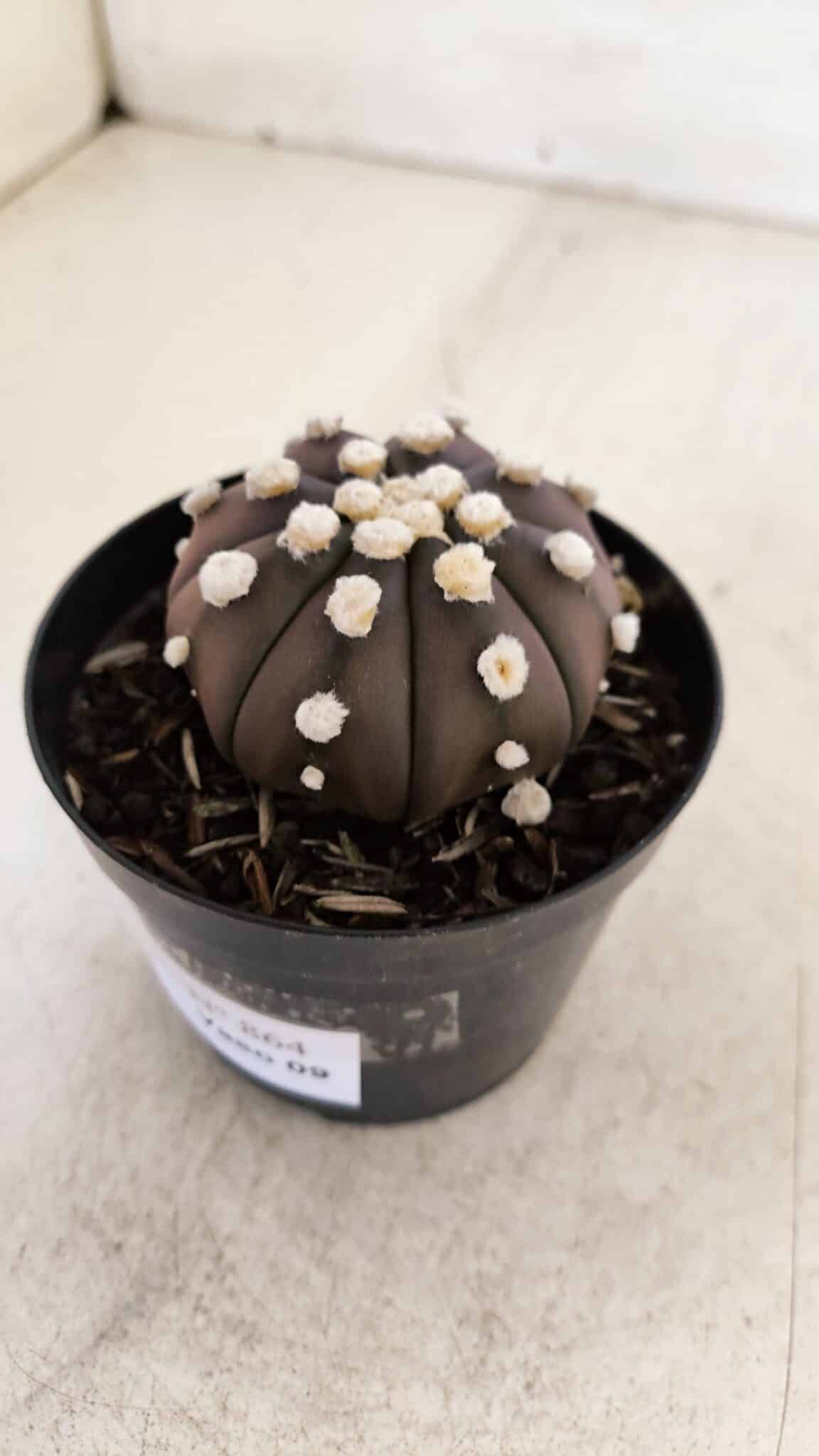 ASTROPHYTUM ASTERIAS “Purple”  Nº 864 – vaso 09