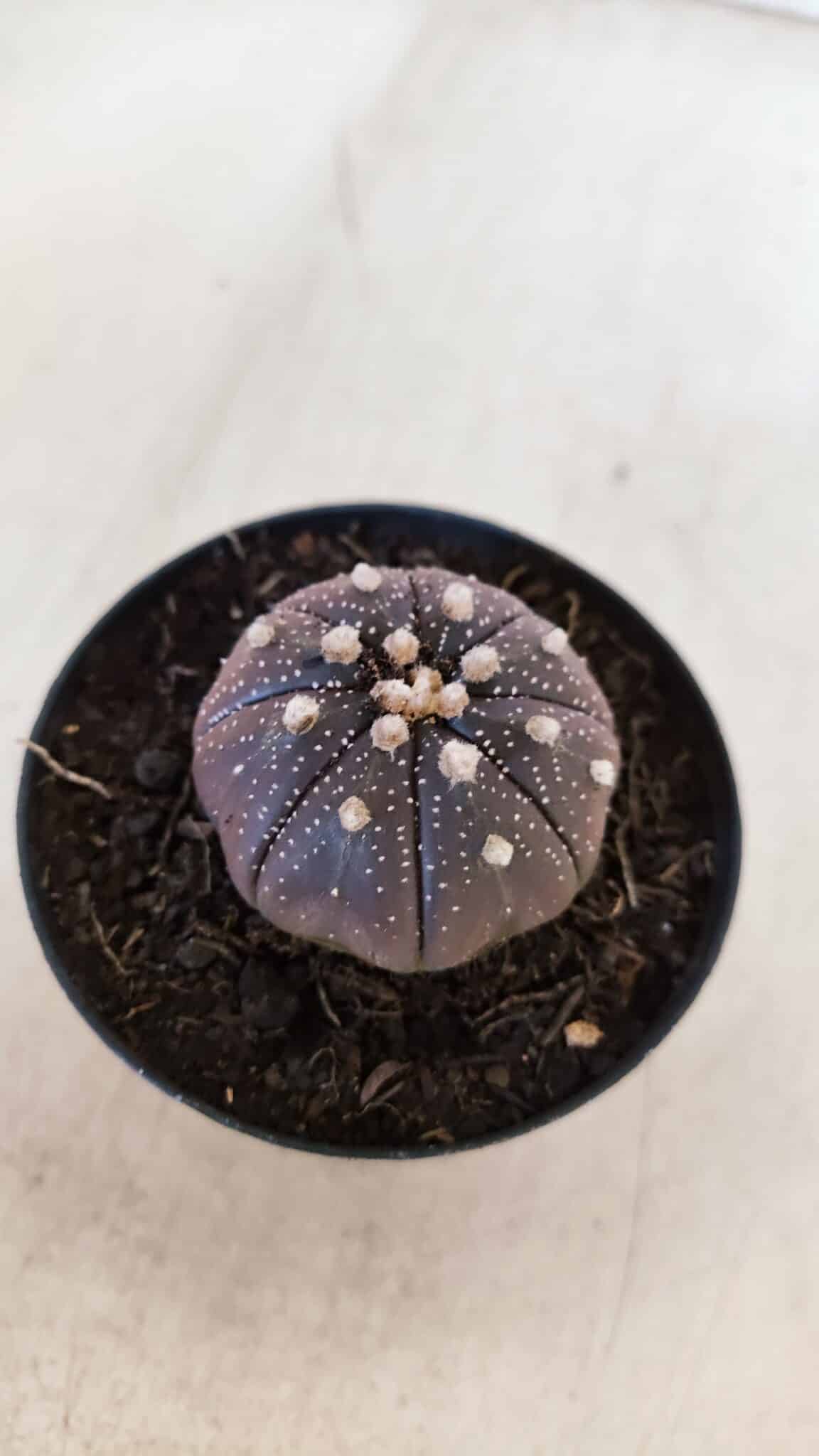 ASTROPHYTUM ASTERIAS “Purple”  Nº 864 (2) – vaso 09