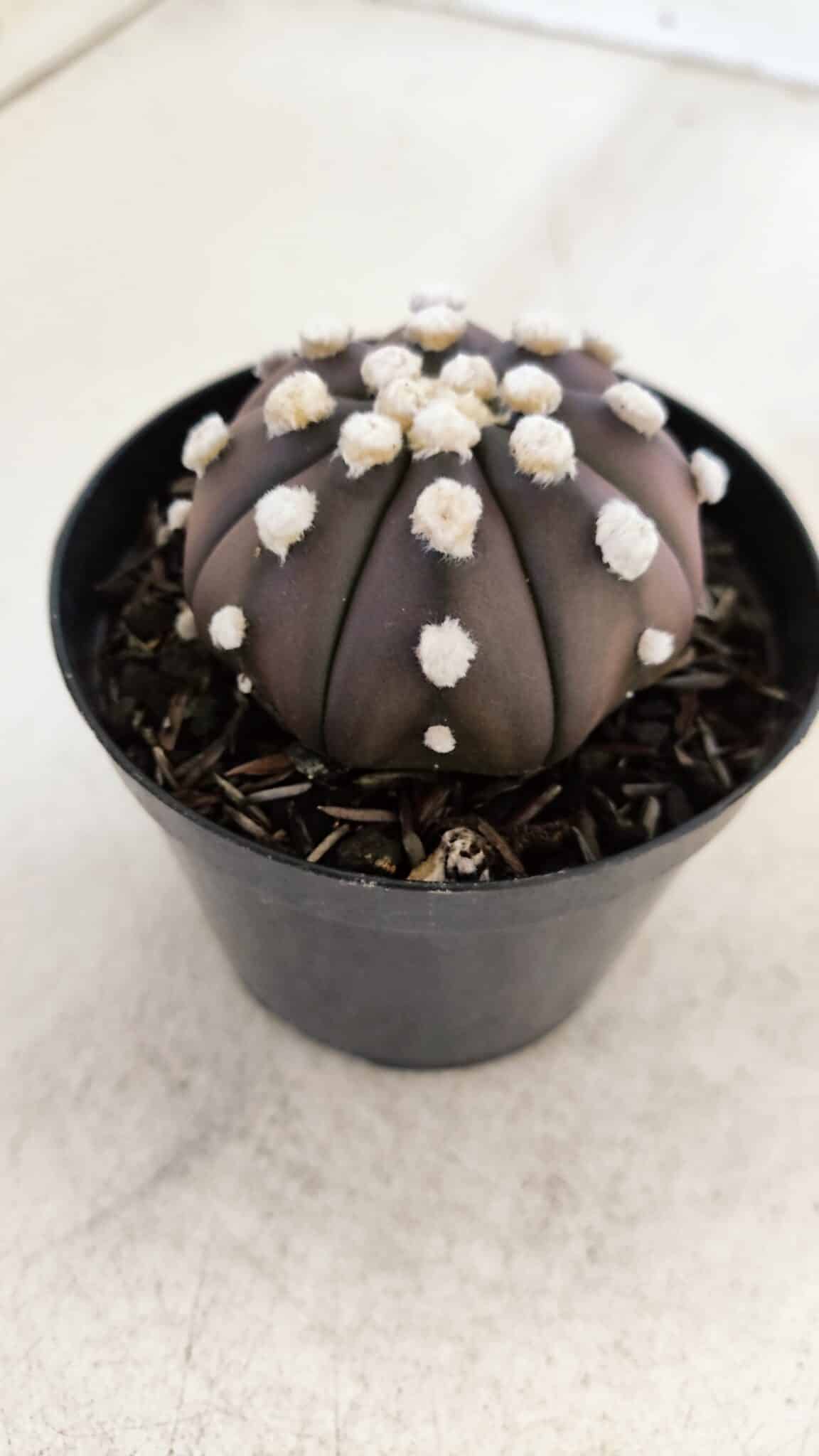 ASTROPHYTUM ASTERIAS “Purple”  Nº 864 – vaso 09