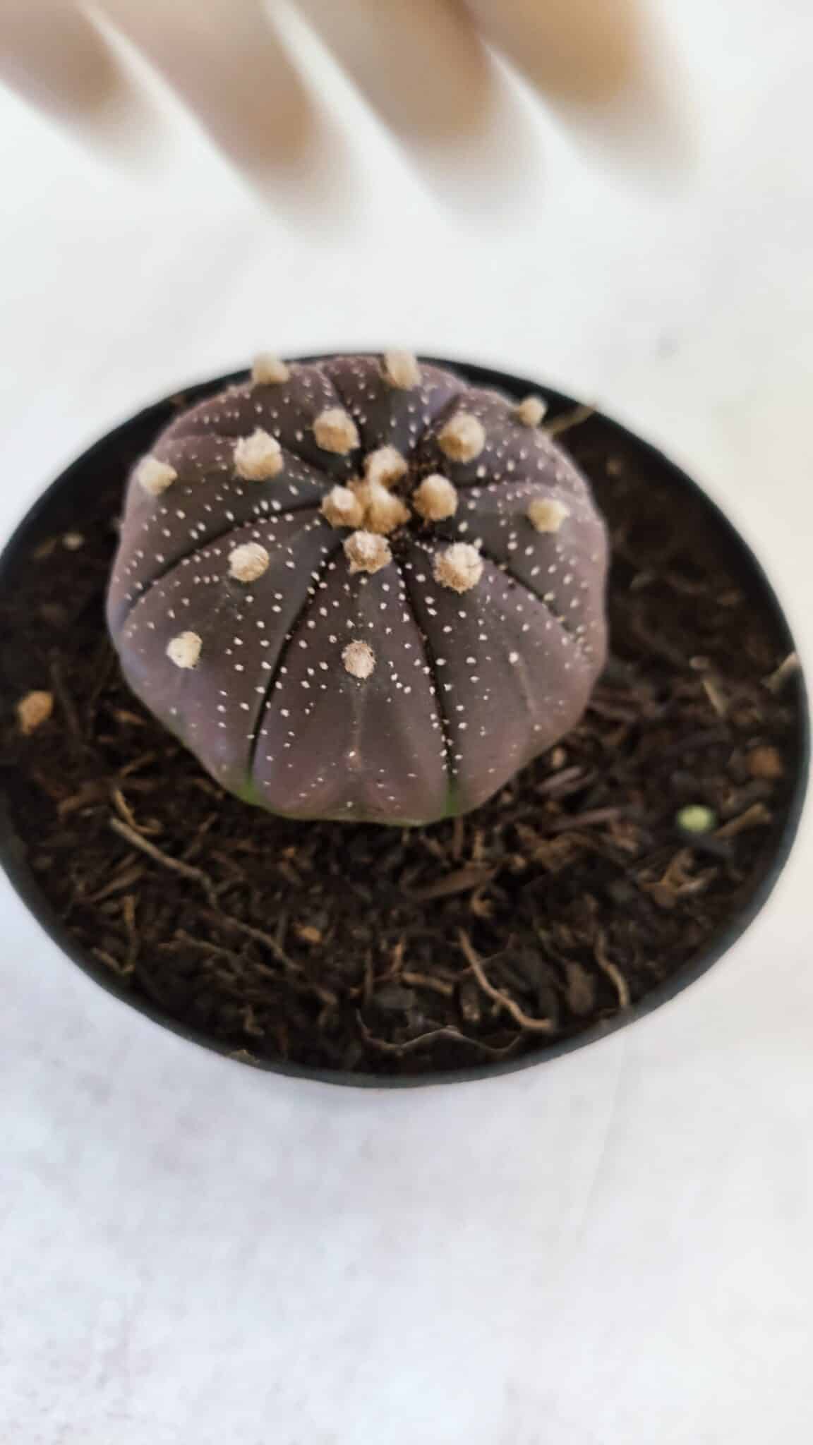 ASTROPHYTUM ASTERIAS “Purple”  Nº 864 (2) – vaso 09