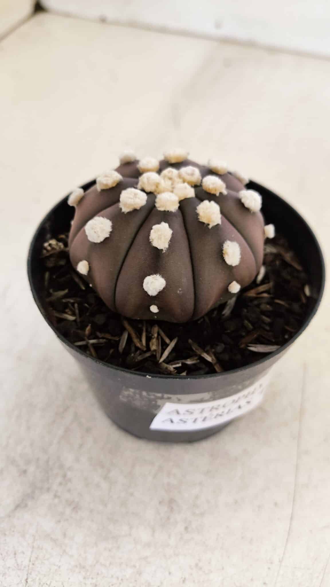 ASTROPHYTUM ASTERIAS “Purple”  Nº 864 – vaso 09