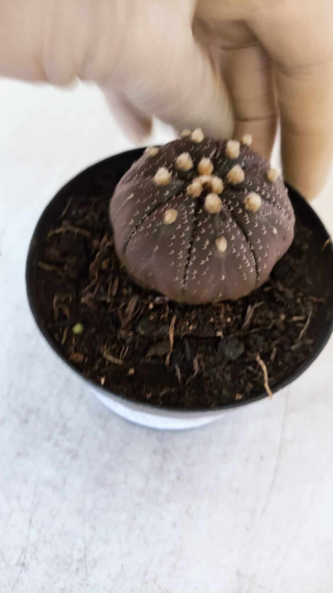 ASTROPHYTUM ASTERIAS “Purple”  Nº 864 (2) – vaso 09