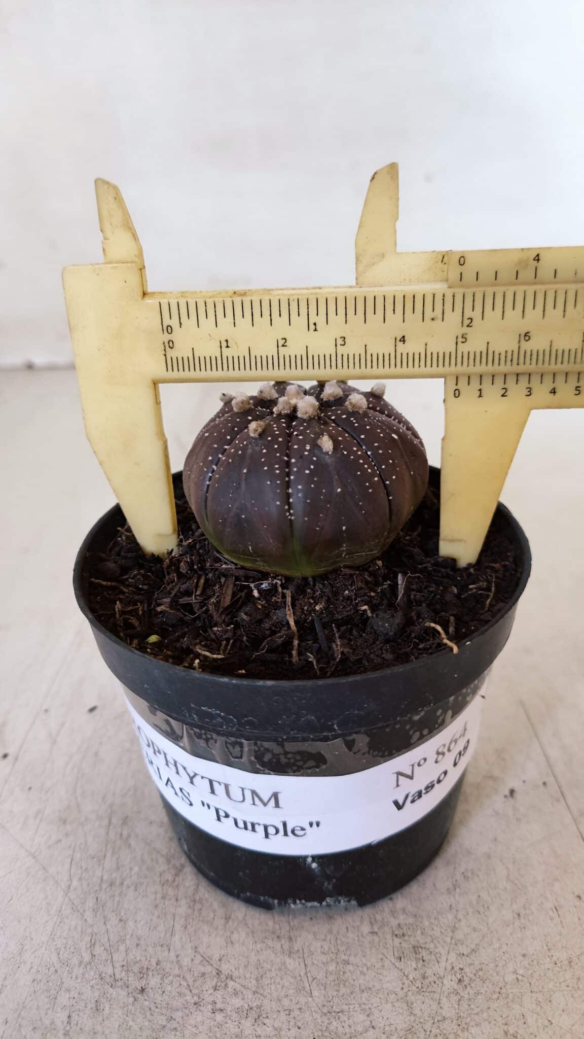 ASTROPHYTUM ASTERIAS “Purple”  Nº 864 (2) – vaso 09