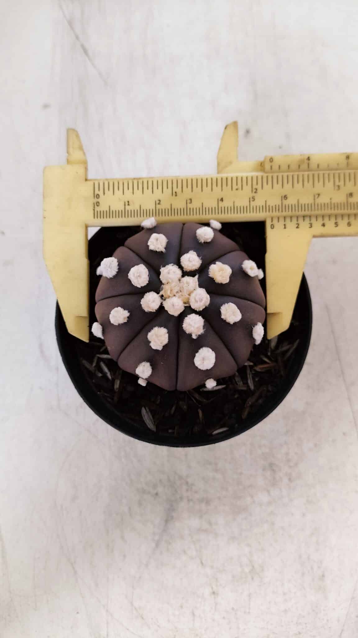 ASTROPHYTUM ASTERIAS “Purple”  Nº 864 – vaso 09