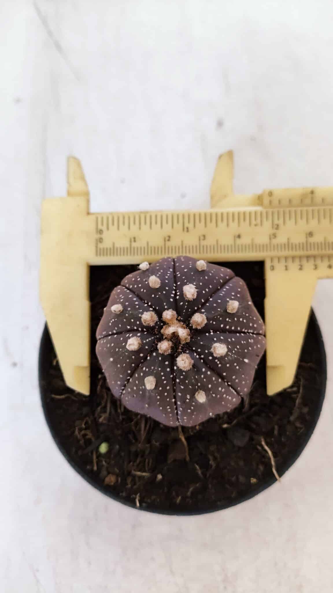 ASTROPHYTUM ASTERIAS “Purple”  Nº 864 (2) – vaso 09
