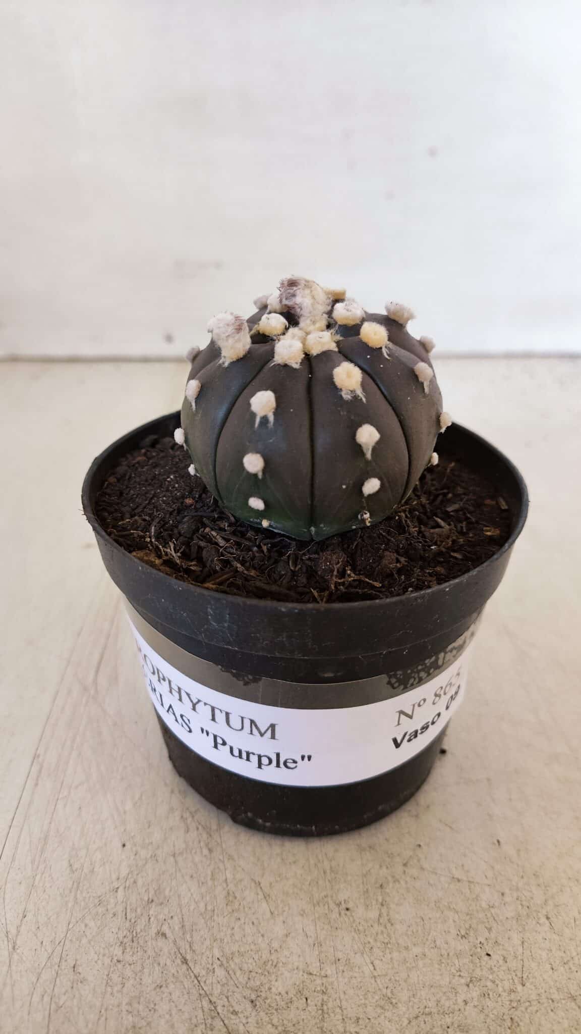 ASTROPHYTUM ASTERIAS “Purple”  Nº 865 (2) – vaso 09