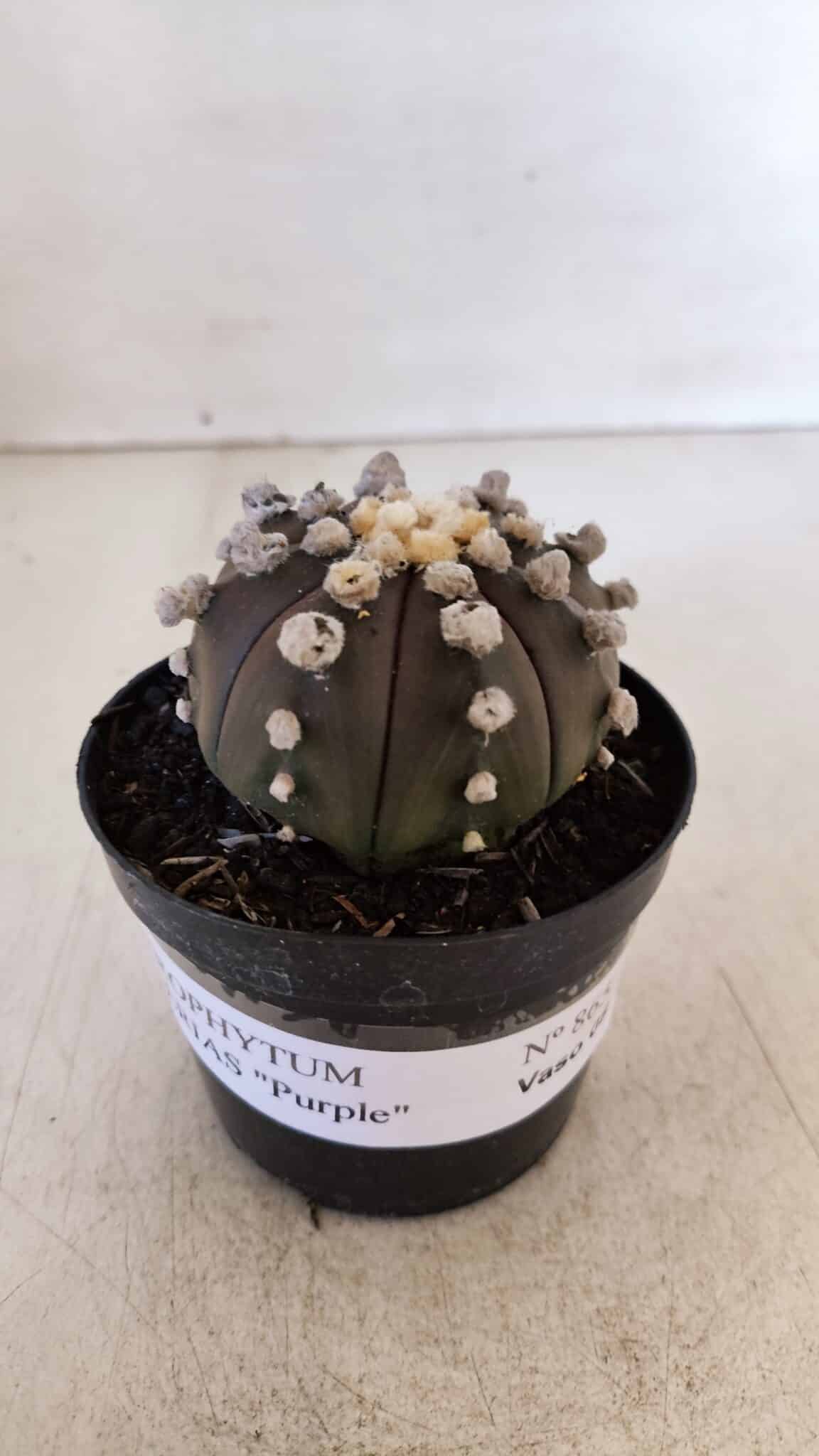 ASTROPHYTUM ASTERIAS “Purple”  Nº 865 – vaso 09