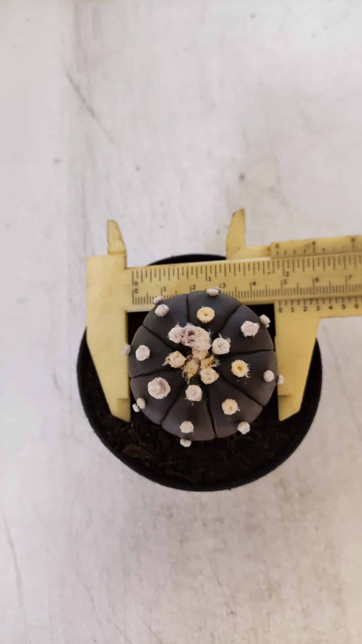 ASTROPHYTUM ASTERIAS “Purple”  Nº 865 (2) – vaso 09