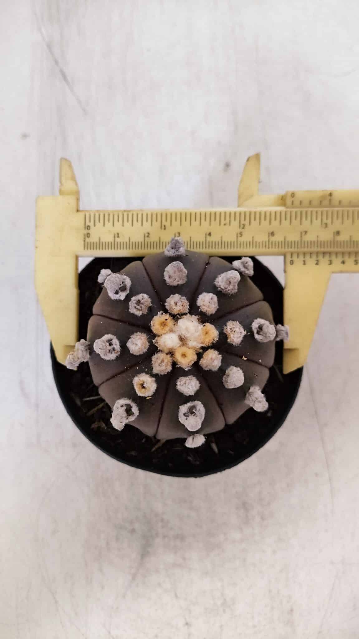 ASTROPHYTUM ASTERIAS “Purple”  Nº 865 – vaso 09