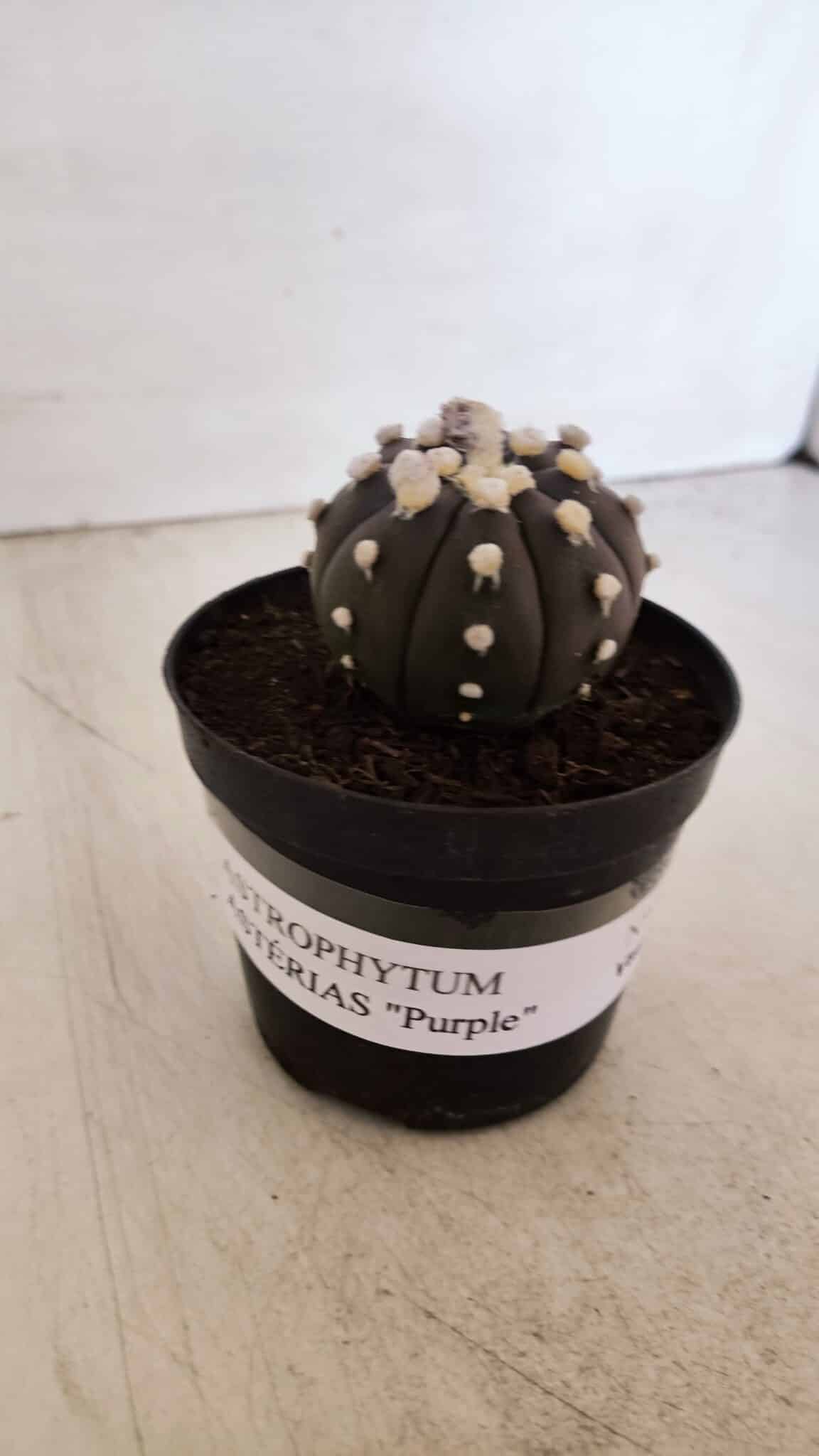 ASTROPHYTUM ASTERIAS “Purple”  Nº 865 (2) – vaso 09