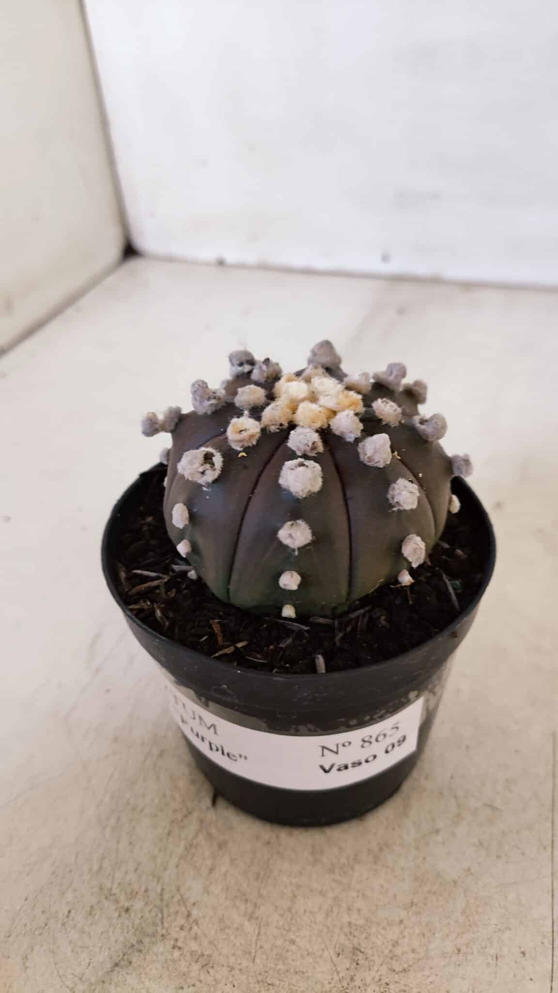 ASTROPHYTUM ASTERIAS “Purple”  Nº 865 – vaso 09