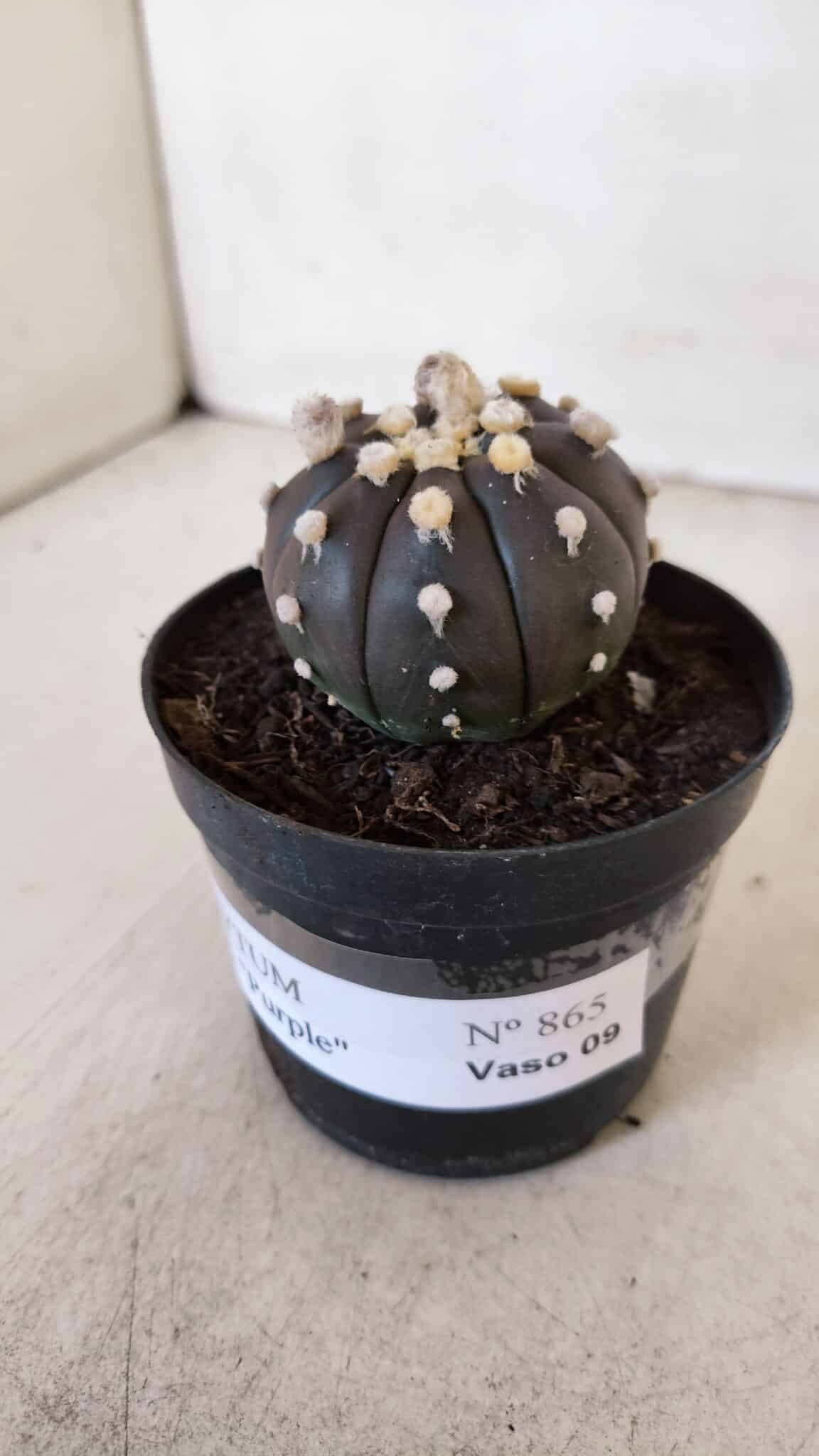 ASTROPHYTUM ASTERIAS “Purple”  Nº 865 (2) – vaso 09