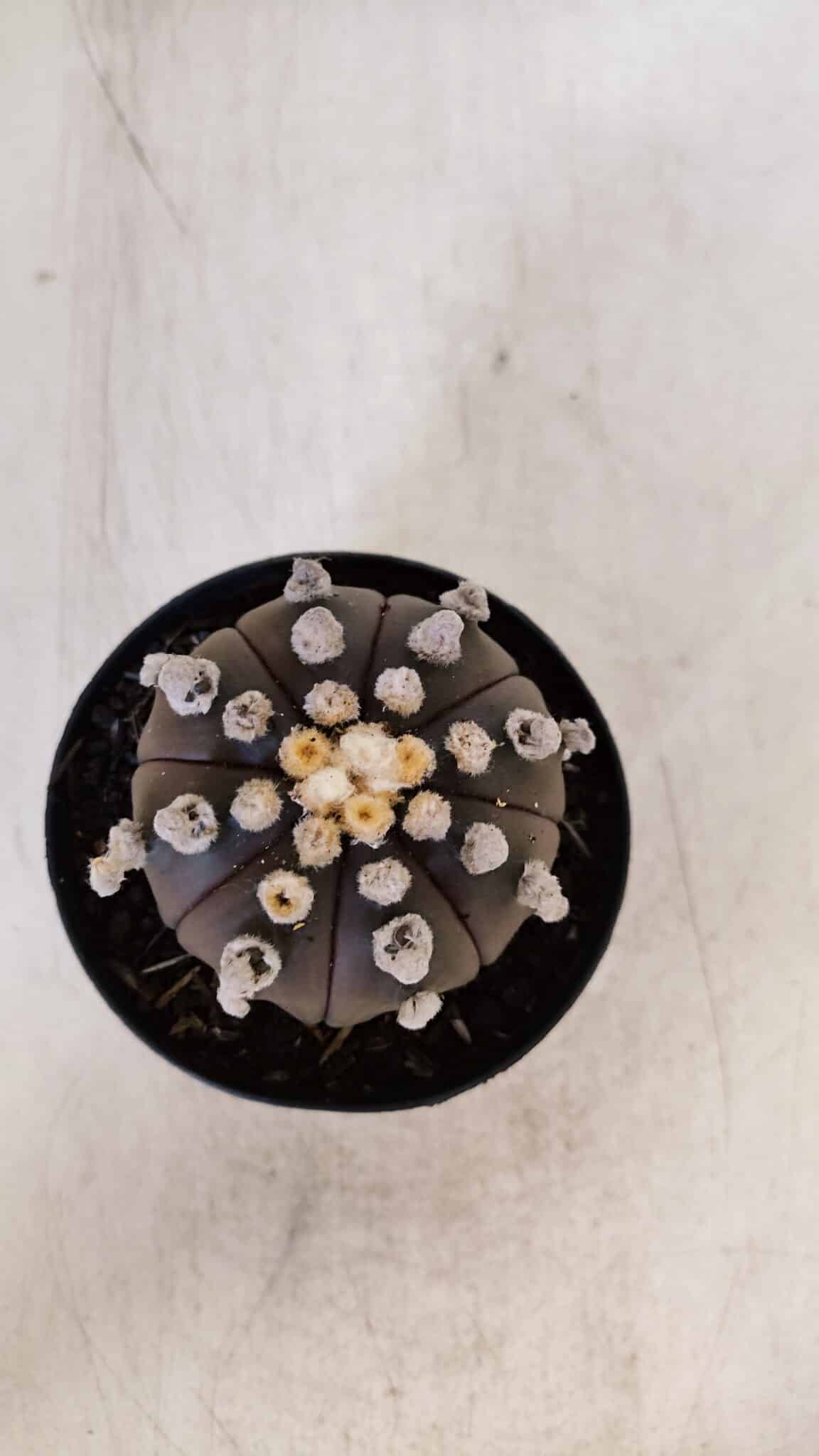 ASTROPHYTUM ASTERIAS “Purple”  Nº 865 – vaso 09